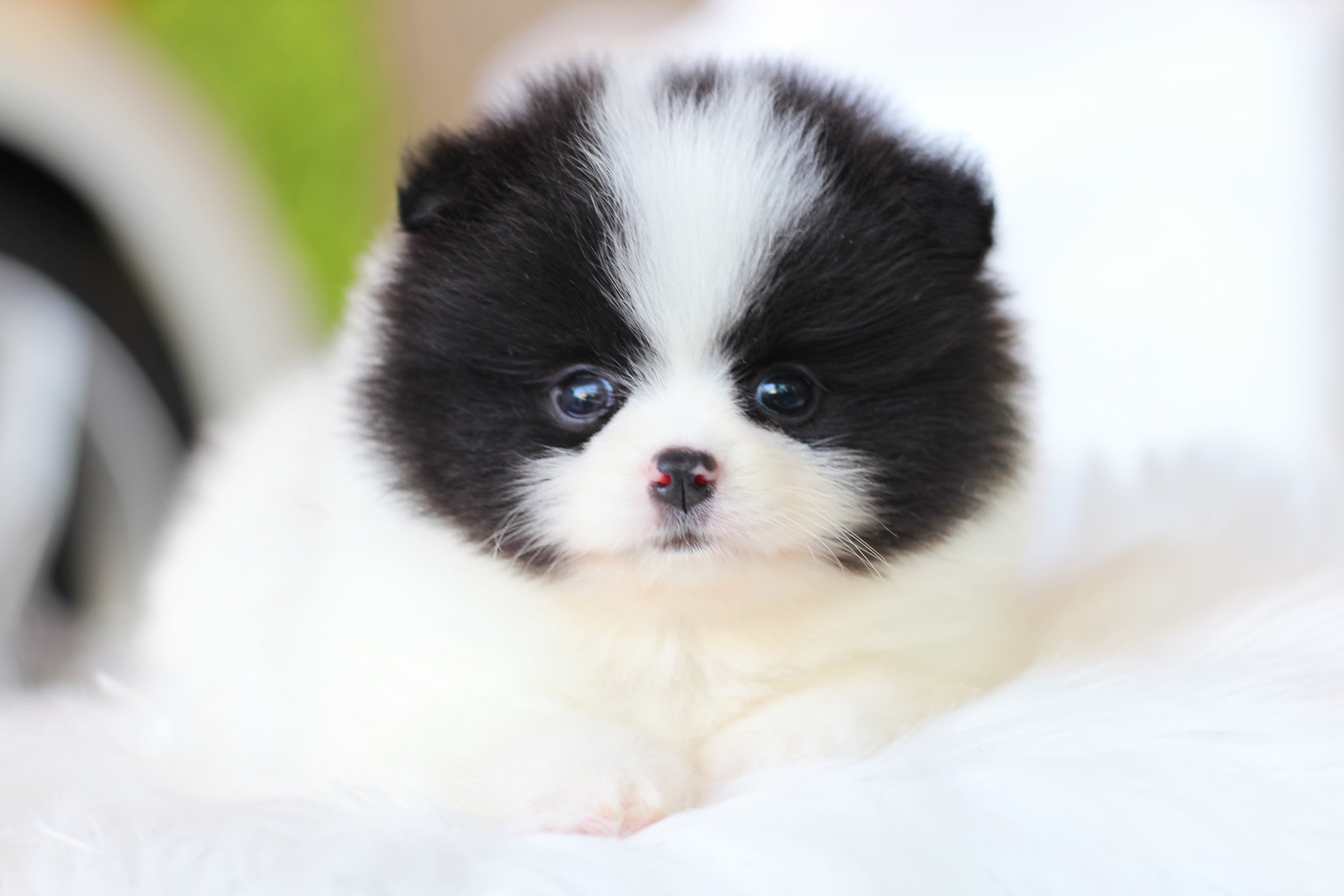 ปอมเมอเรเนียน เพศผู้ สีแฟนซี