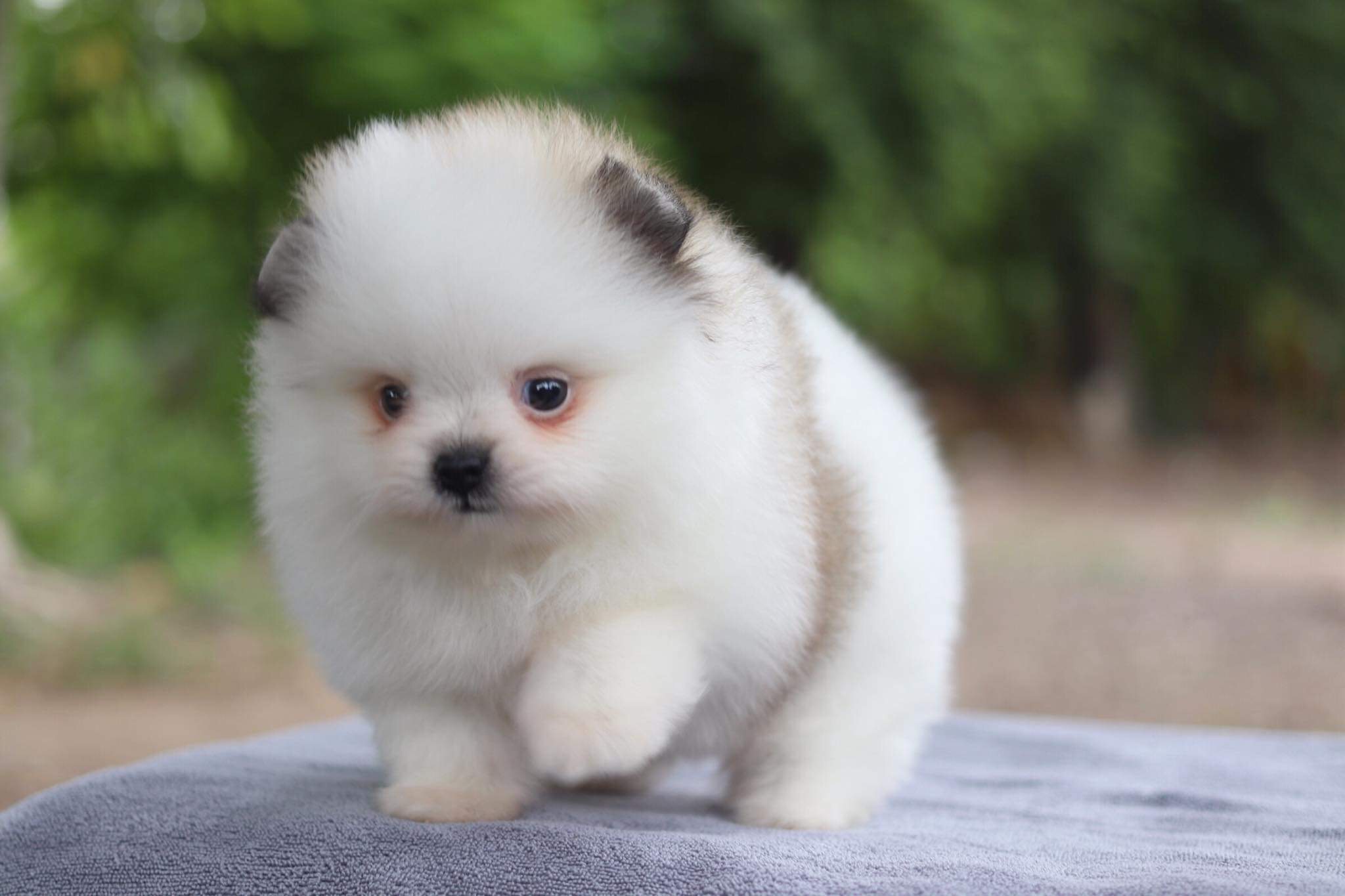 ปอมเมอเรเนียน เพศเมีย