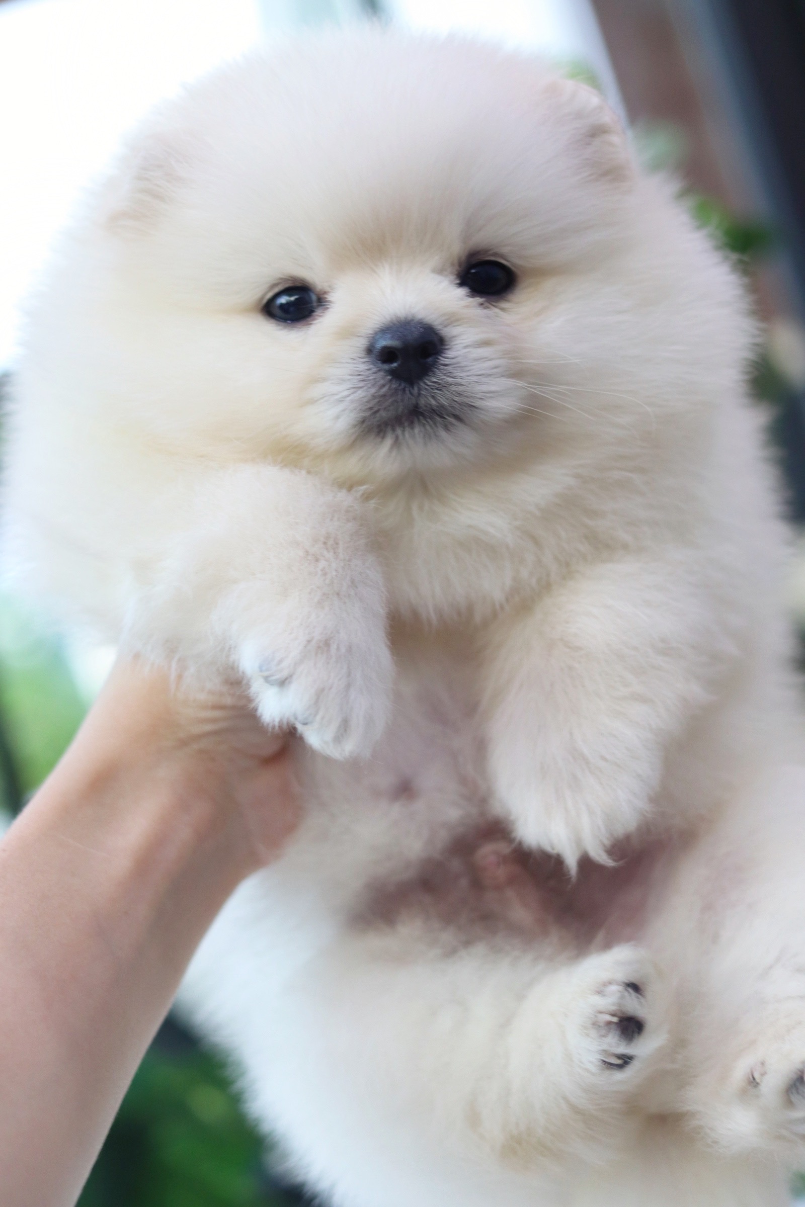 ปอมเมอเรเนียน เพศผู้ สีขาวครีม