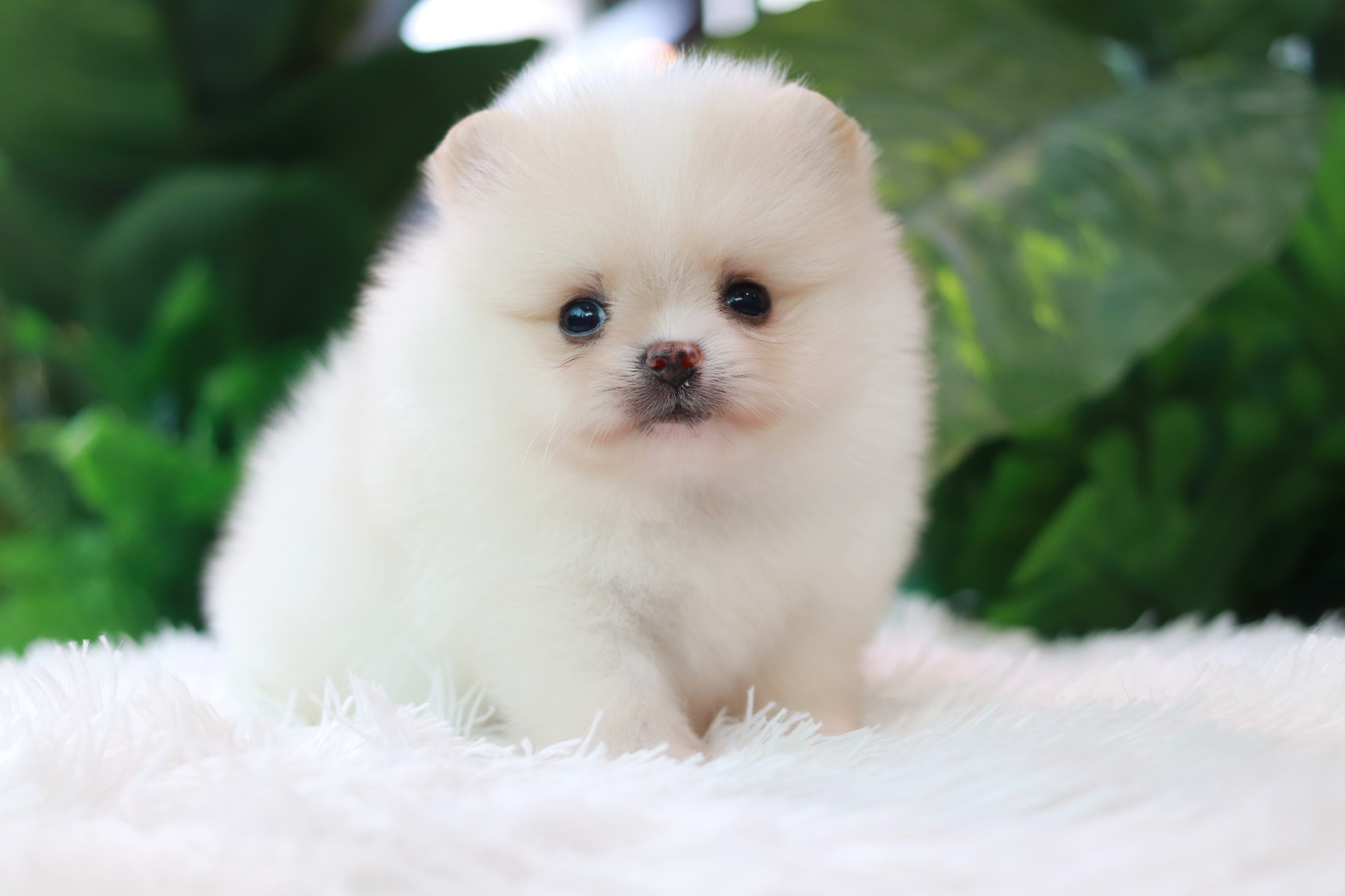 ปอมเมอเรเนียน เพศผู้ หน้าตุ๊กตา ขาวครีม