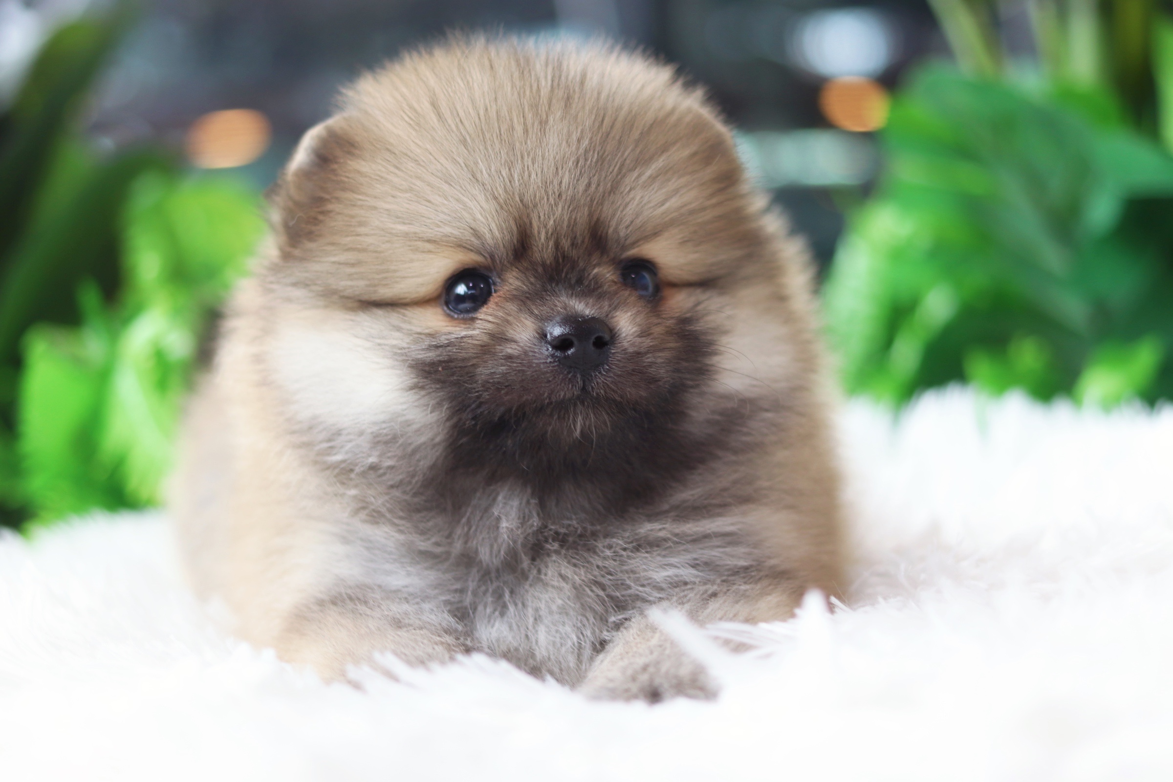 ปอมเมอเรเนียน เพศผู้ สีส้ม