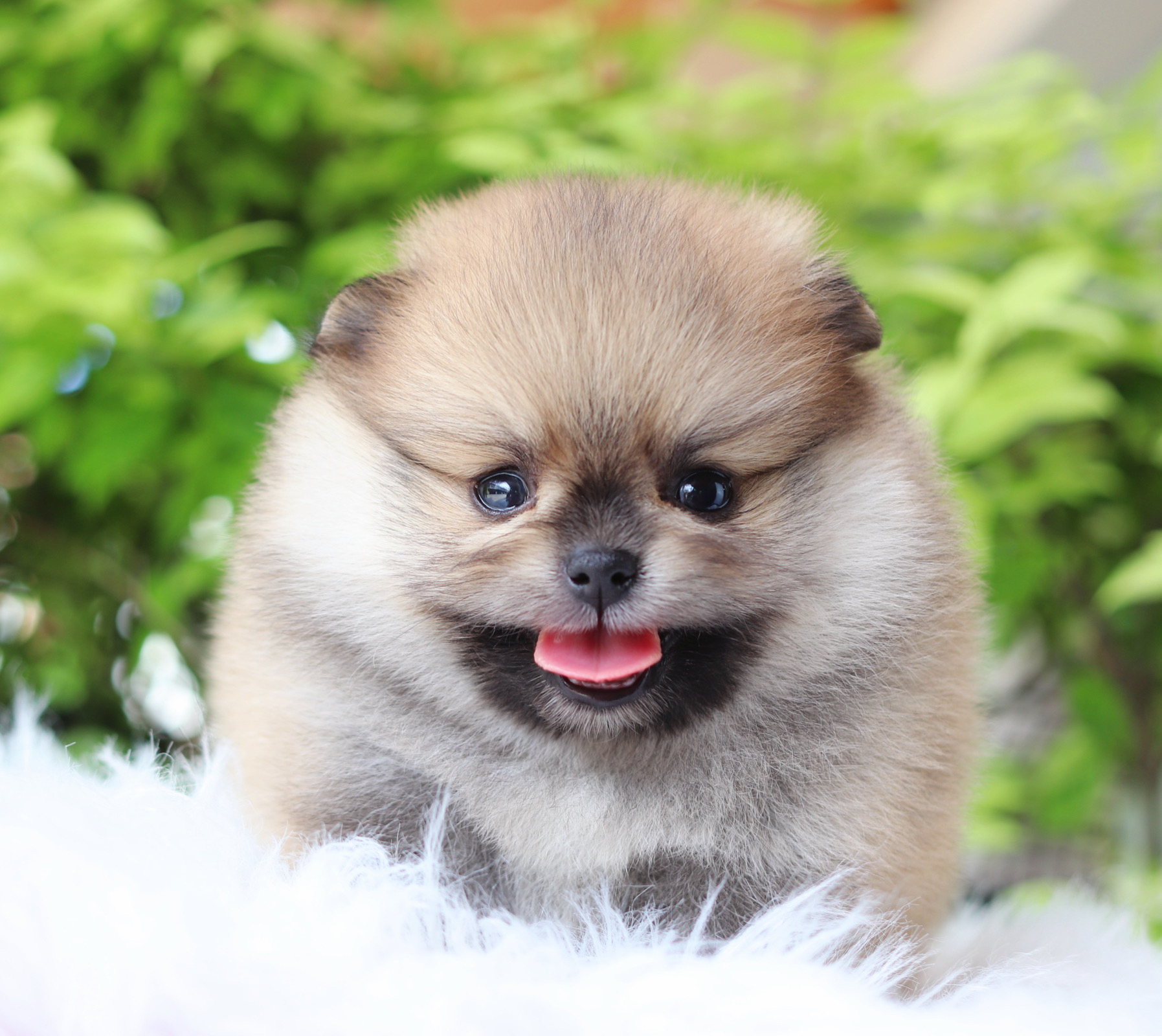 ปอมเมอเรเนียน เพศผู้สีส้ม เกรดโชว์