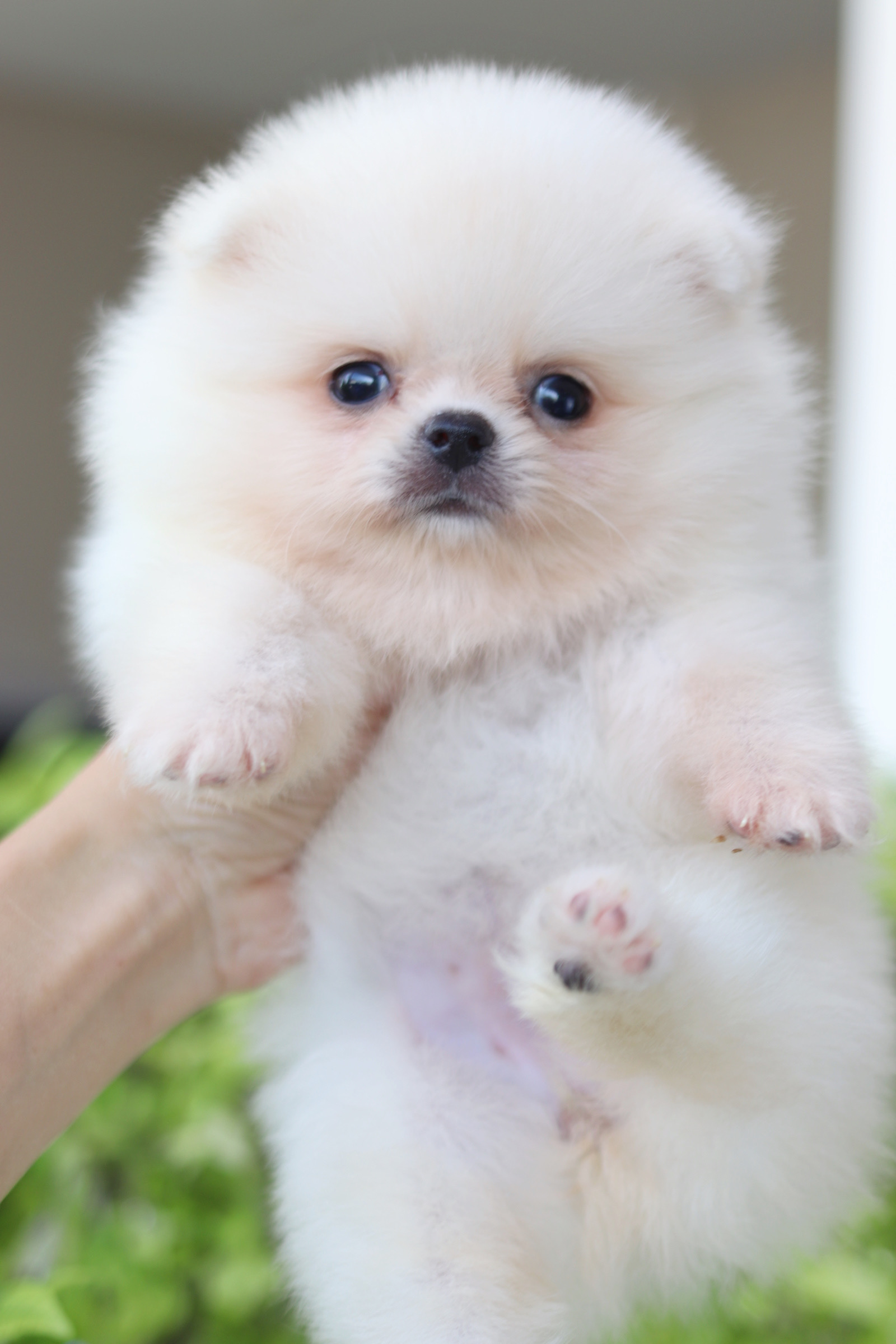 ปอมเมอเรเนียน เพศเมียขาวครีม เกรดโชว์