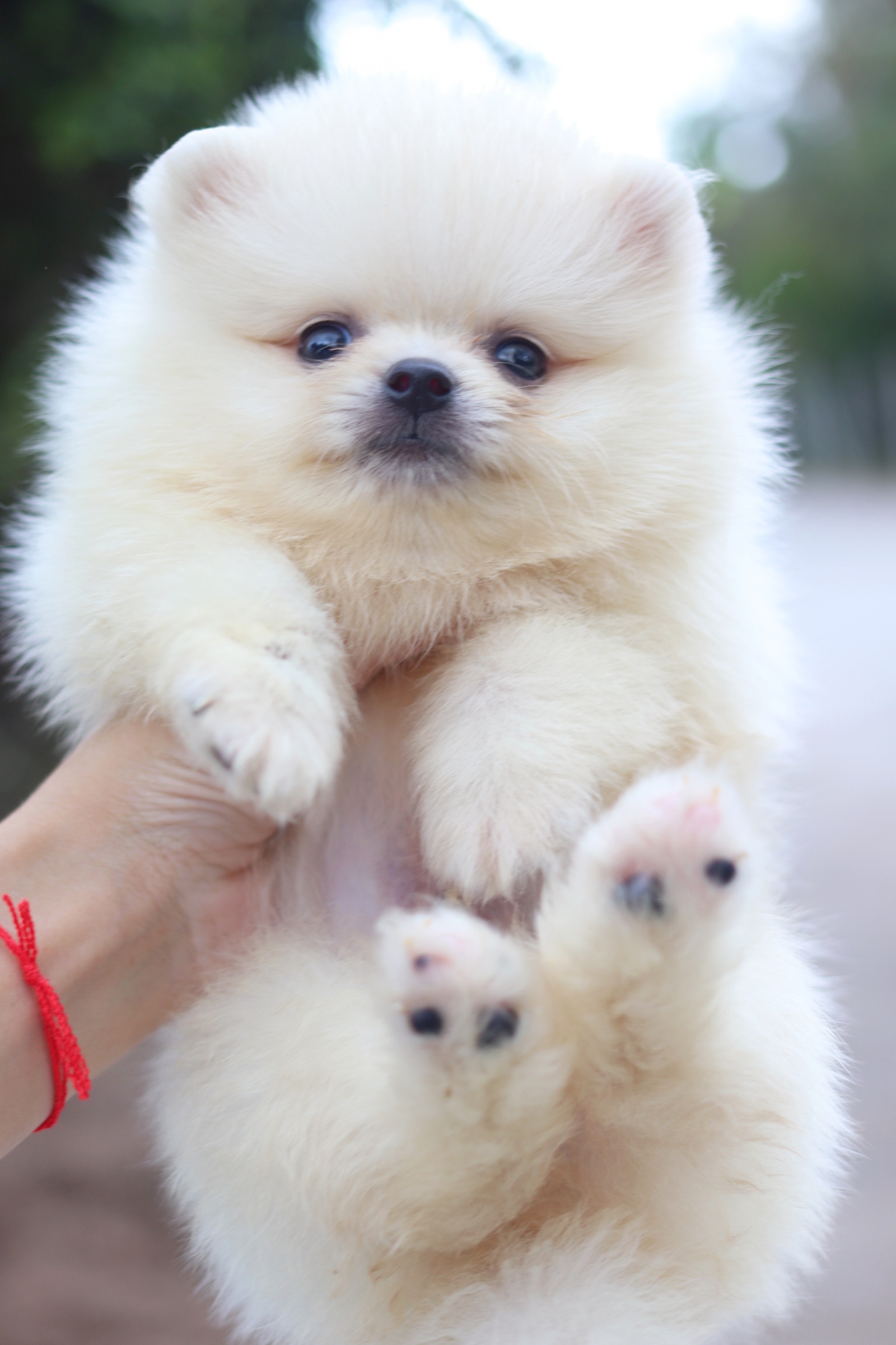 ปอมเมอเรเนียน เพศผู้ขาวครีม