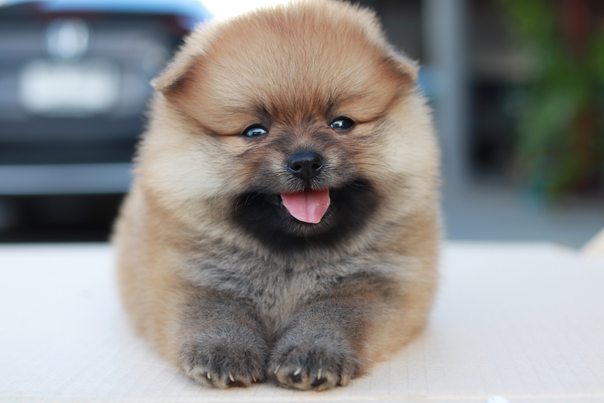 ปอมเมอเรเนียน เพศเมียสีส้ม ขนแน่น