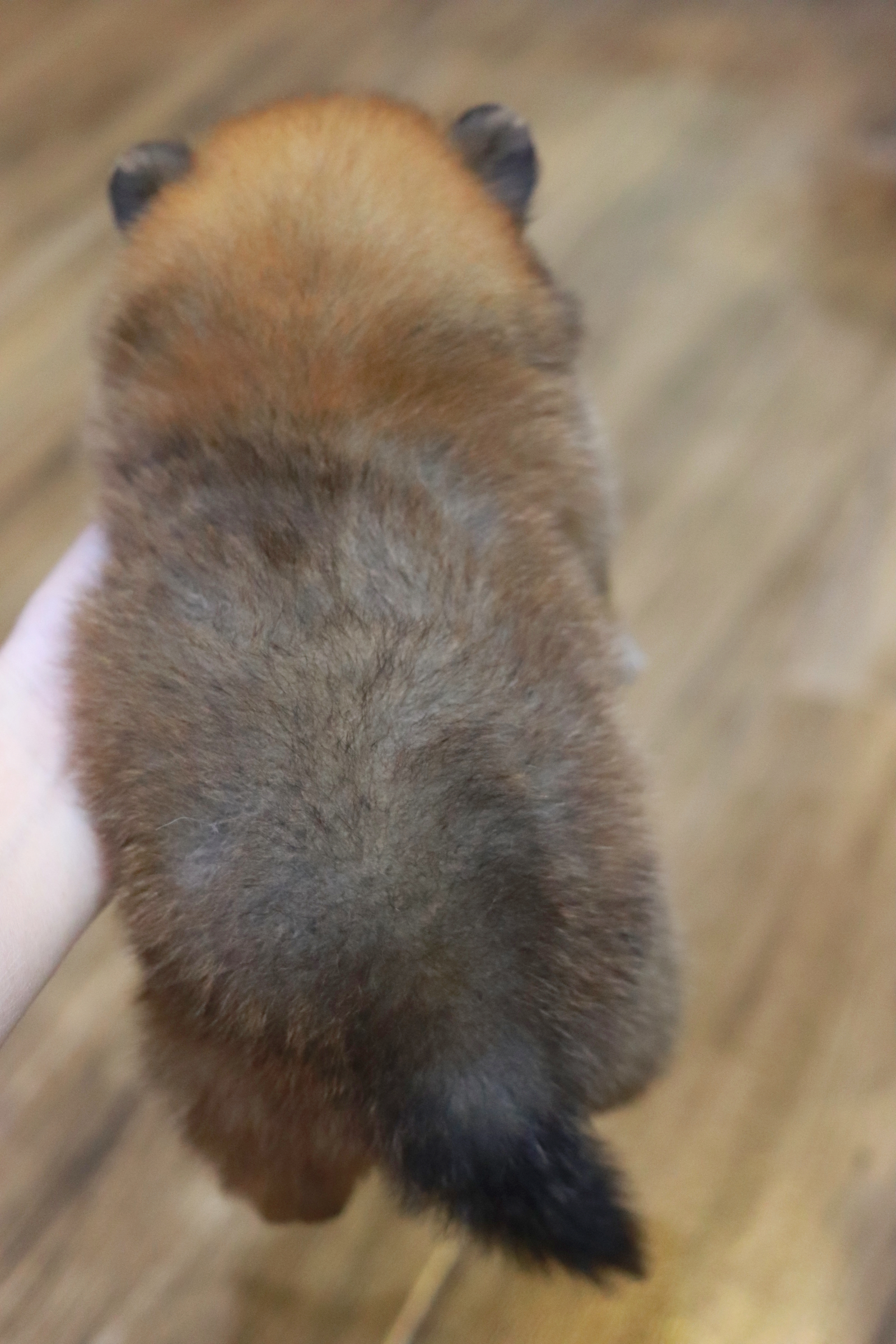 ปอมเมอเรเนียน เพศเมีย