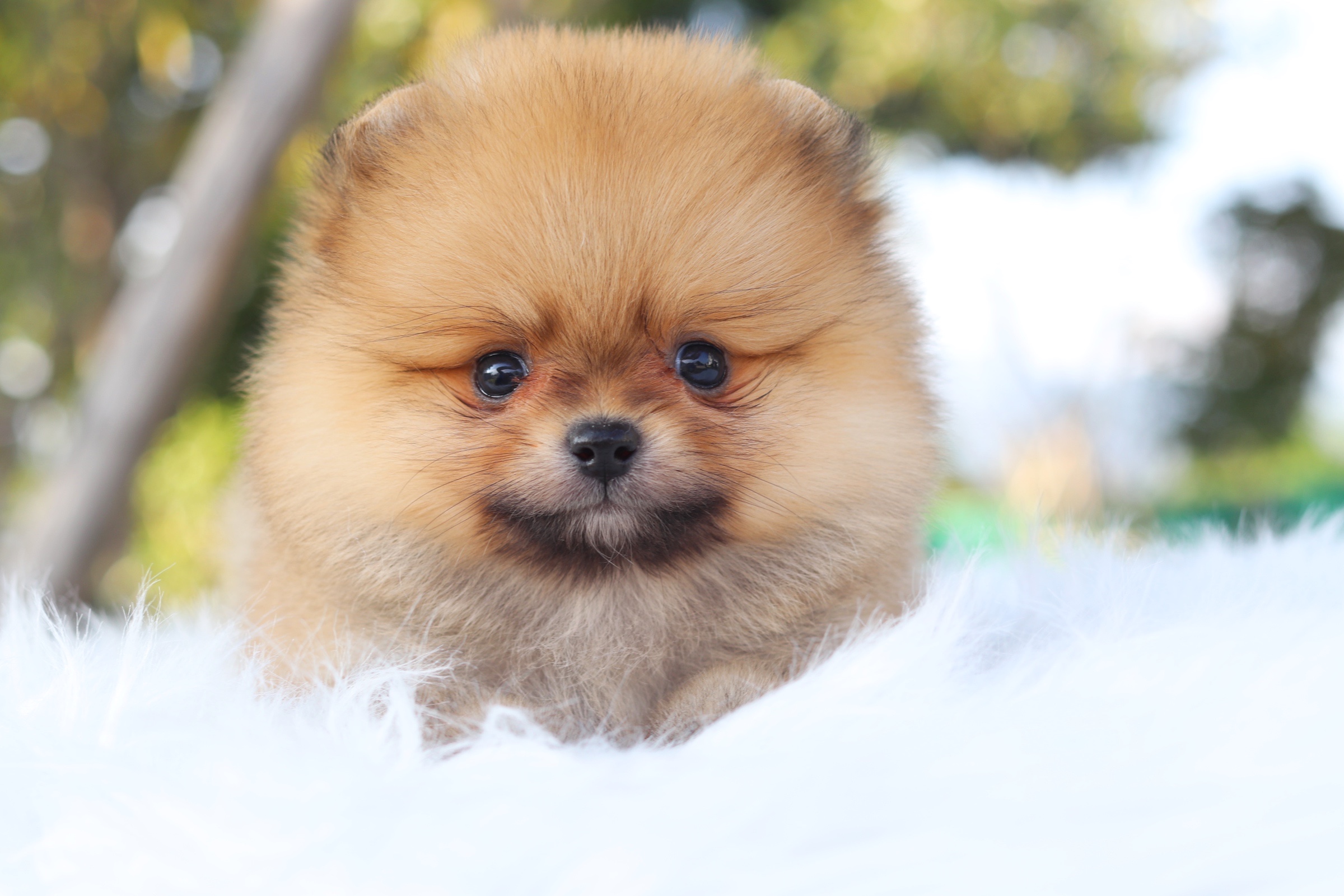 ปอมเมอเรเนียน เพศผู้สีส้ม