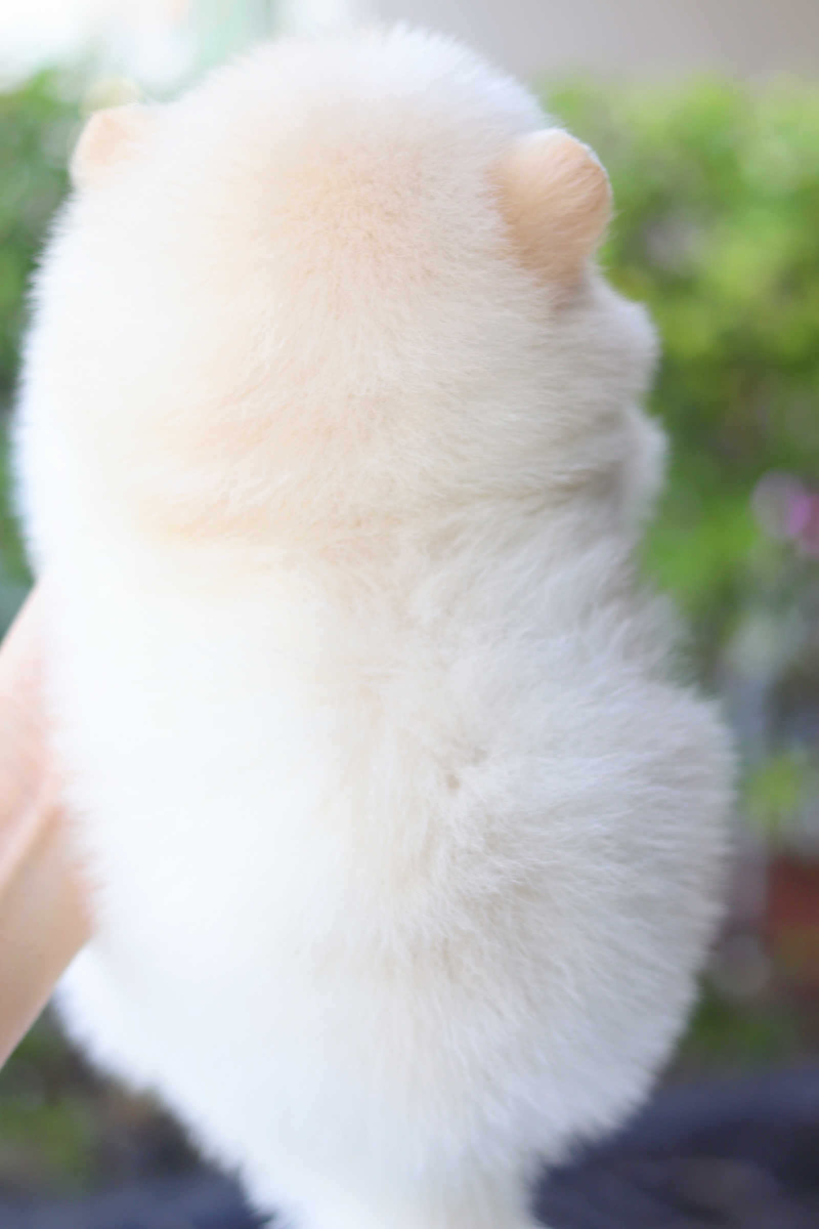 ปอมเมอเรเนียน เพศผู้สีขาวครีม