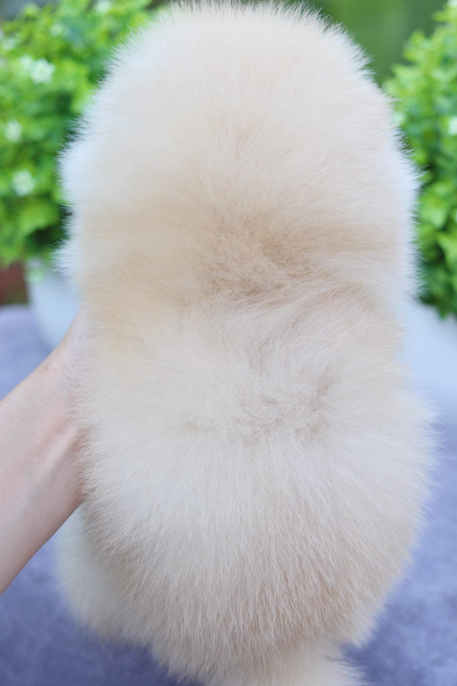 ปอมเมอเรเนียน เพศผู้