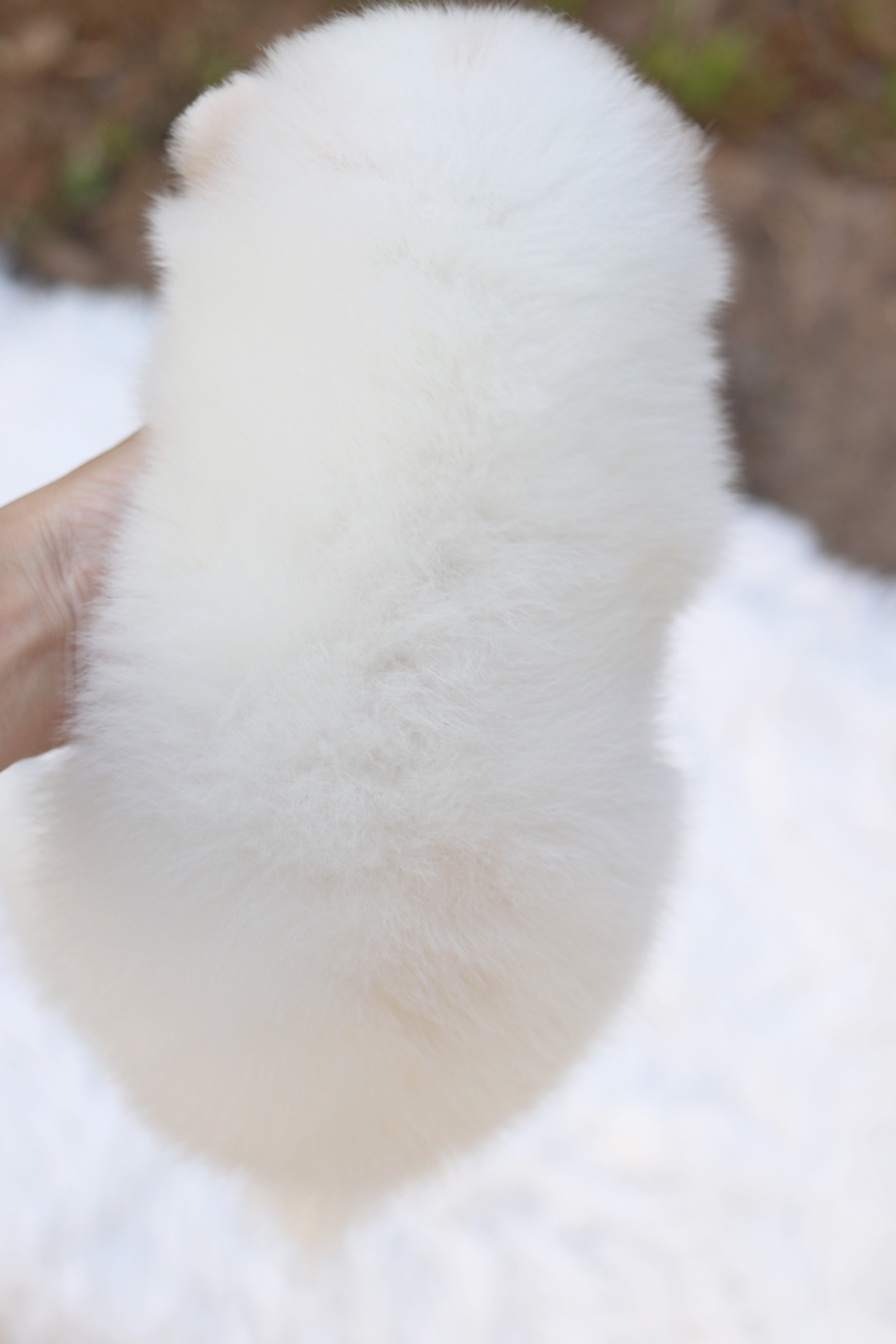 ปอมเมอเรเนียน เพศผู้ สีขาวครีม