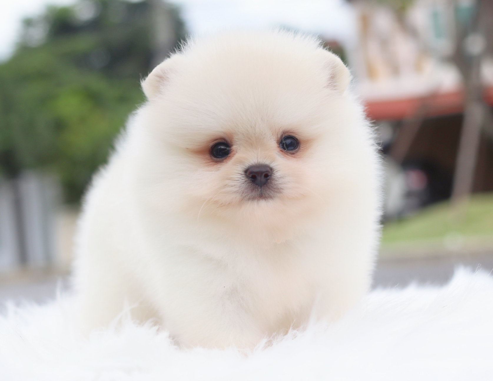 ปอมเมอเรเนียน เพศผู้สีขาวครีม