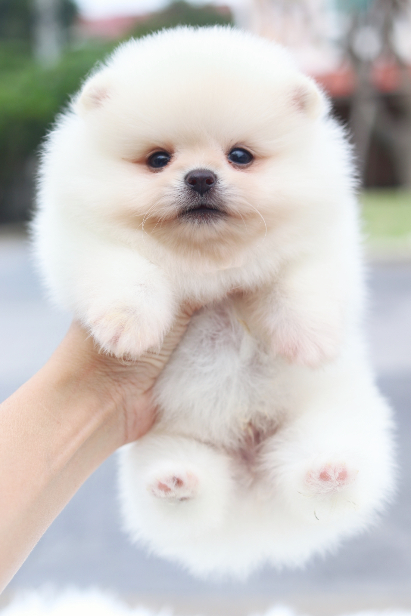 ปอมเมอเรเนียน เพศผู้สีขาวครีม