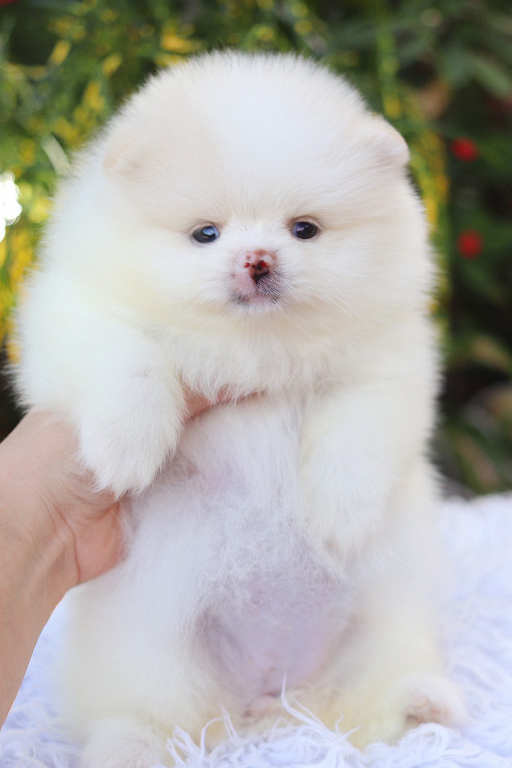 ปอมเมอเรเนียน เพศเมียสีขาวครีม