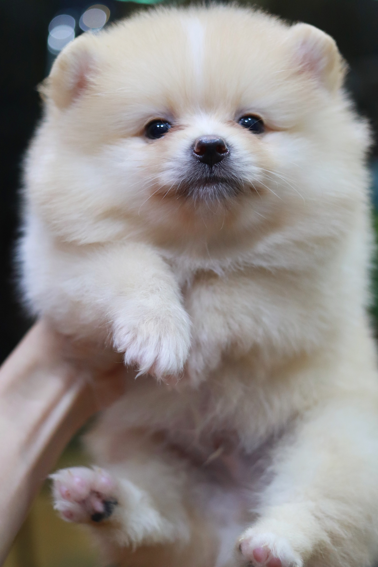 ปอมเมอเรเนียน เพศผู้ หน้าธรรมดาสีครีม