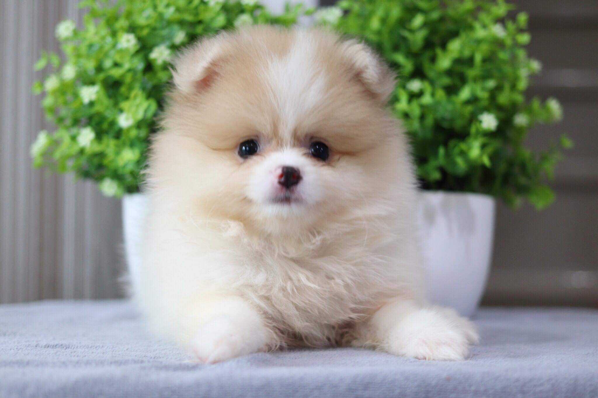 ปอมเมอเรเนียน เพศเมีย