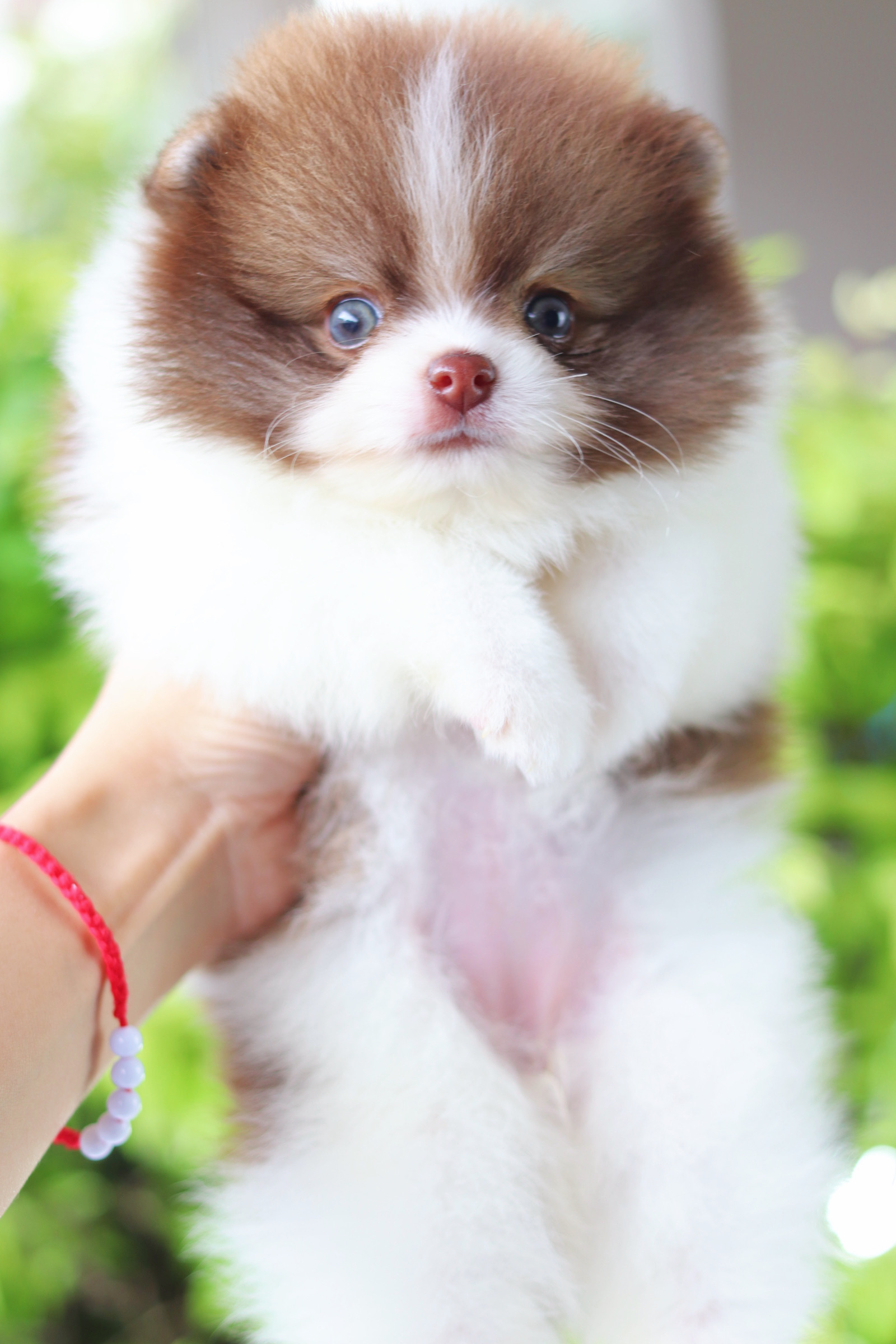 ปอมเมอเรเนียน เพศเมียสีแฟนซี เกรดโชว์