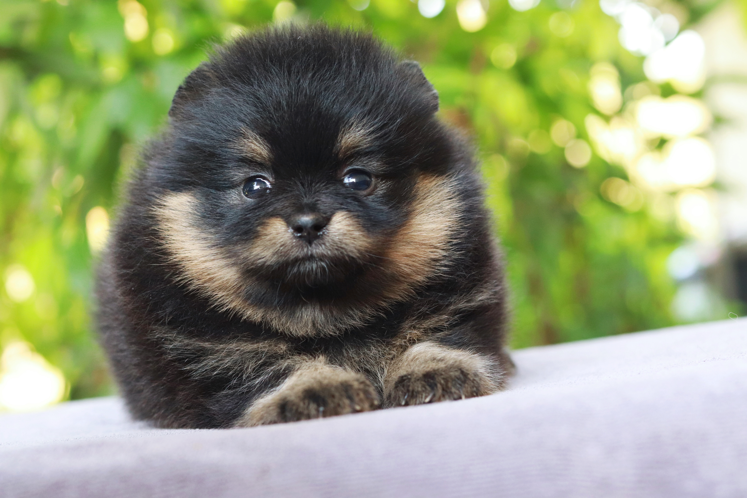 ปอมเมอเรเนียน เพศเมีย แบล็คแทน