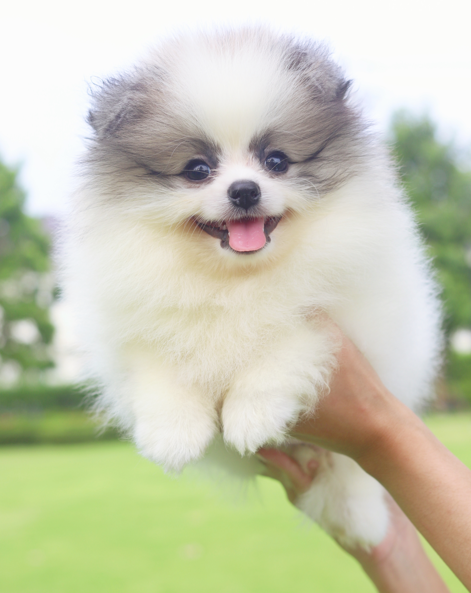 ปอมเมอเรเนียน เพศผู้สีแฟนซี