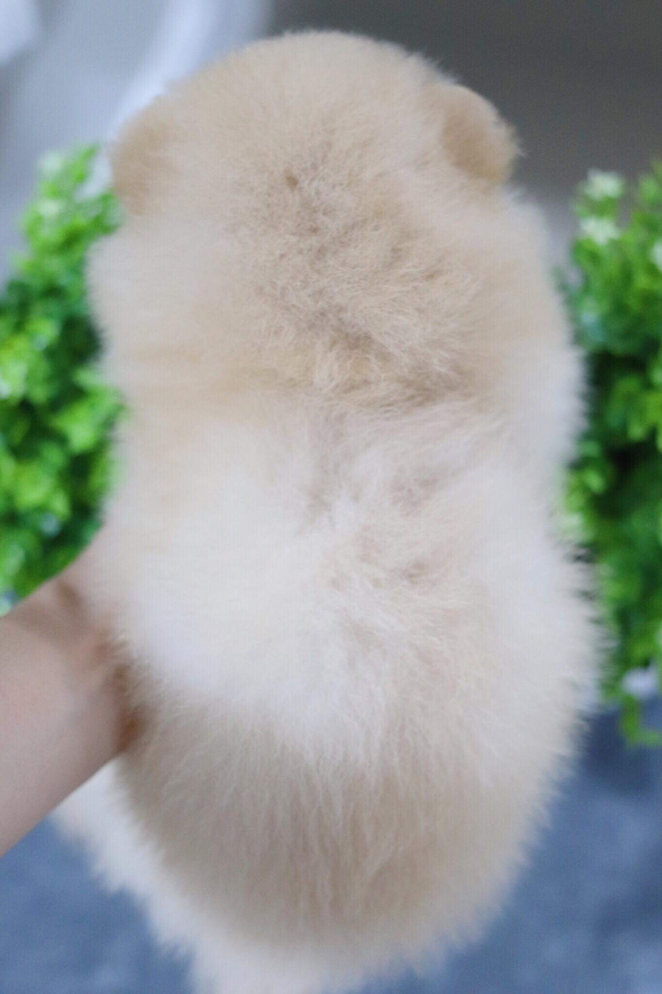 ปอมเมอเรเนียน เพศเมีย