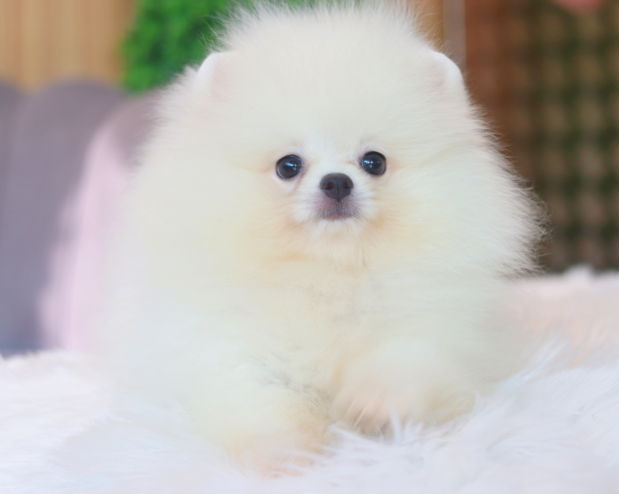 ปอมเมอเรเนียน เพศผู้สีขาวครีม เกรดโชว์