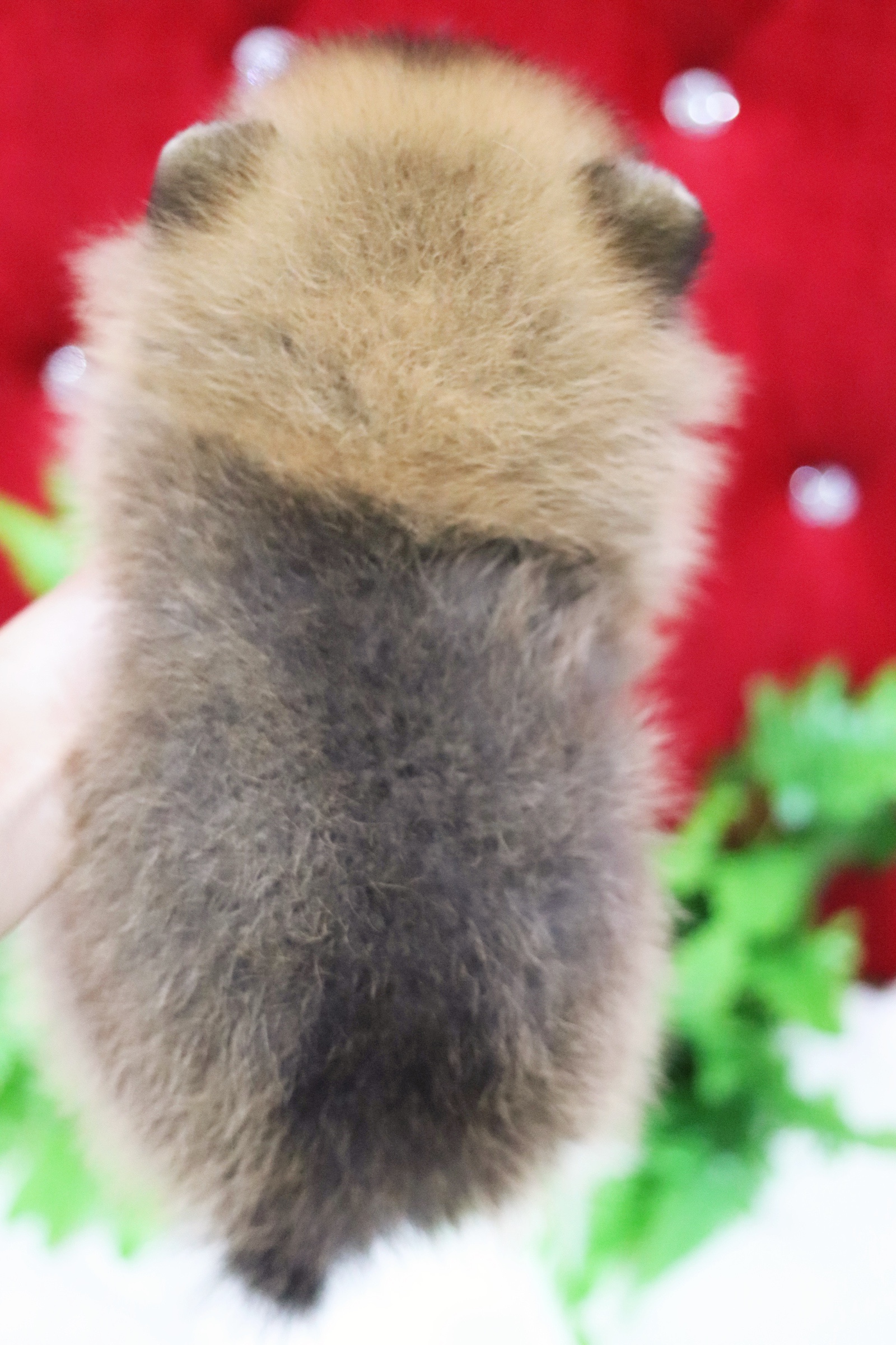 ปอมเมอเรเนียน เพศเมียสีส้ม