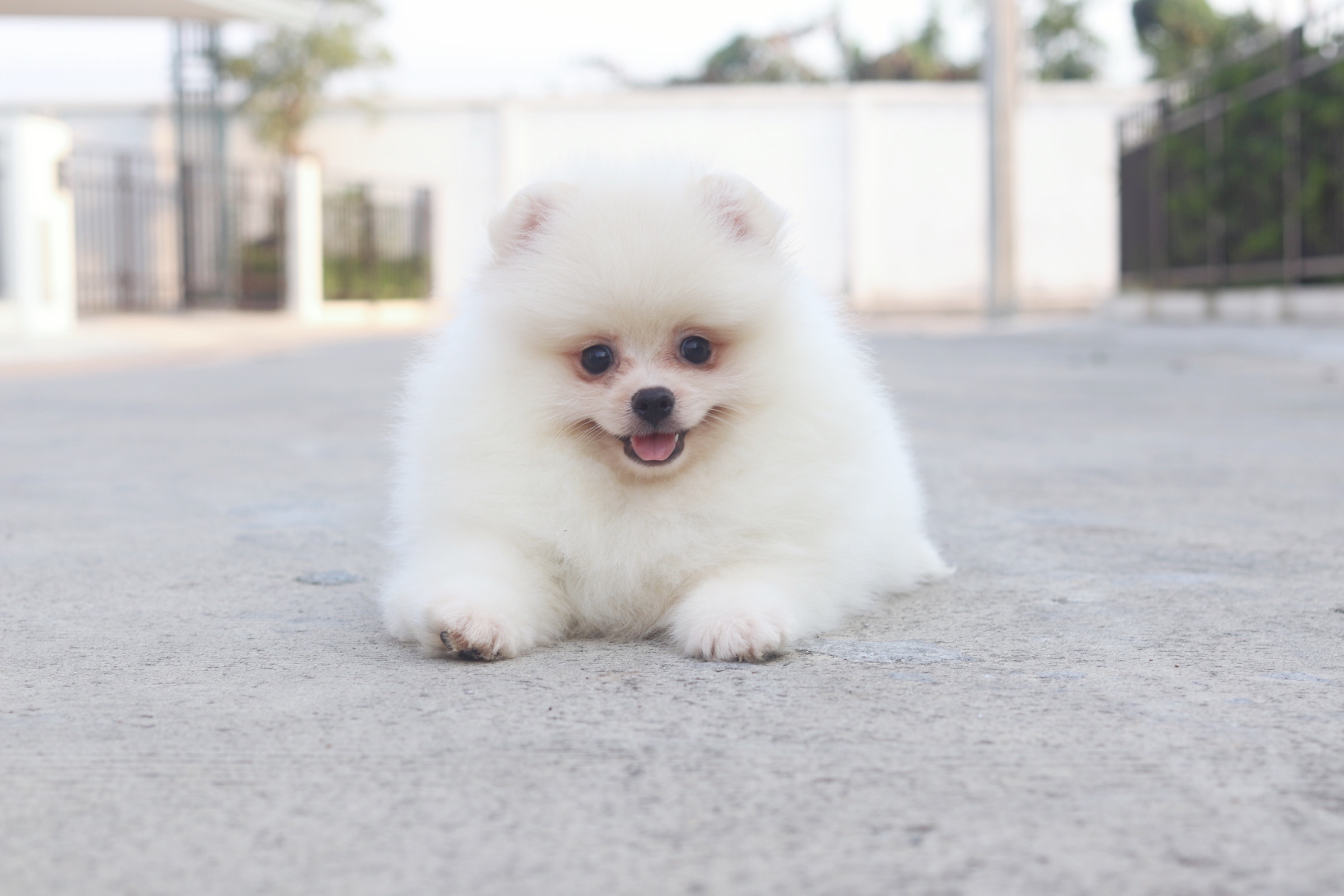 ปอมเมอเรเนียน เพศผู้ ขาวครีม