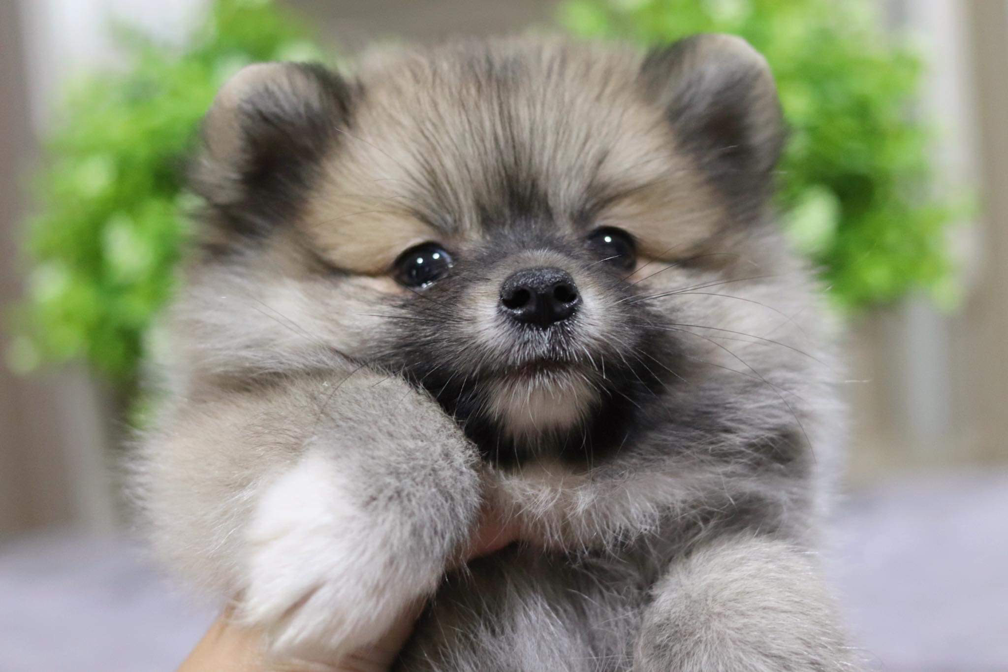 ปอมเมอเรเนียน เพศผู้