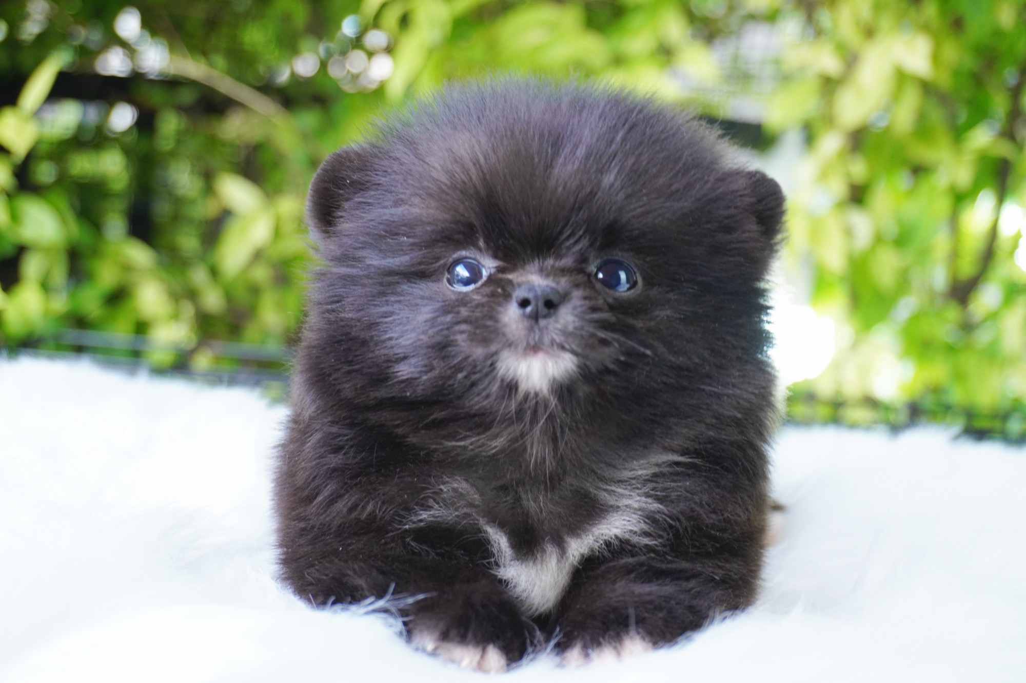 ปอมเมอเรเนียน เพศผู้สีดำ