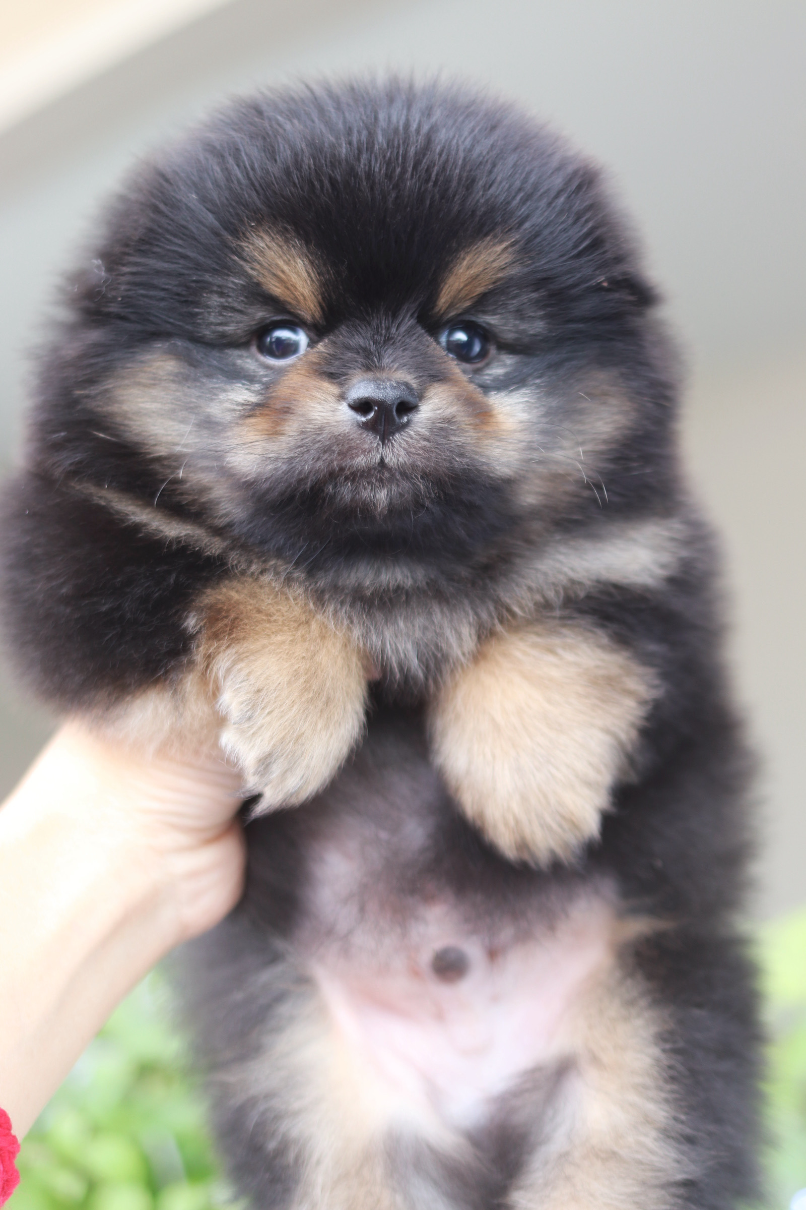 ปอมเมอเรเนียน เพศผู้แบล็คแทน