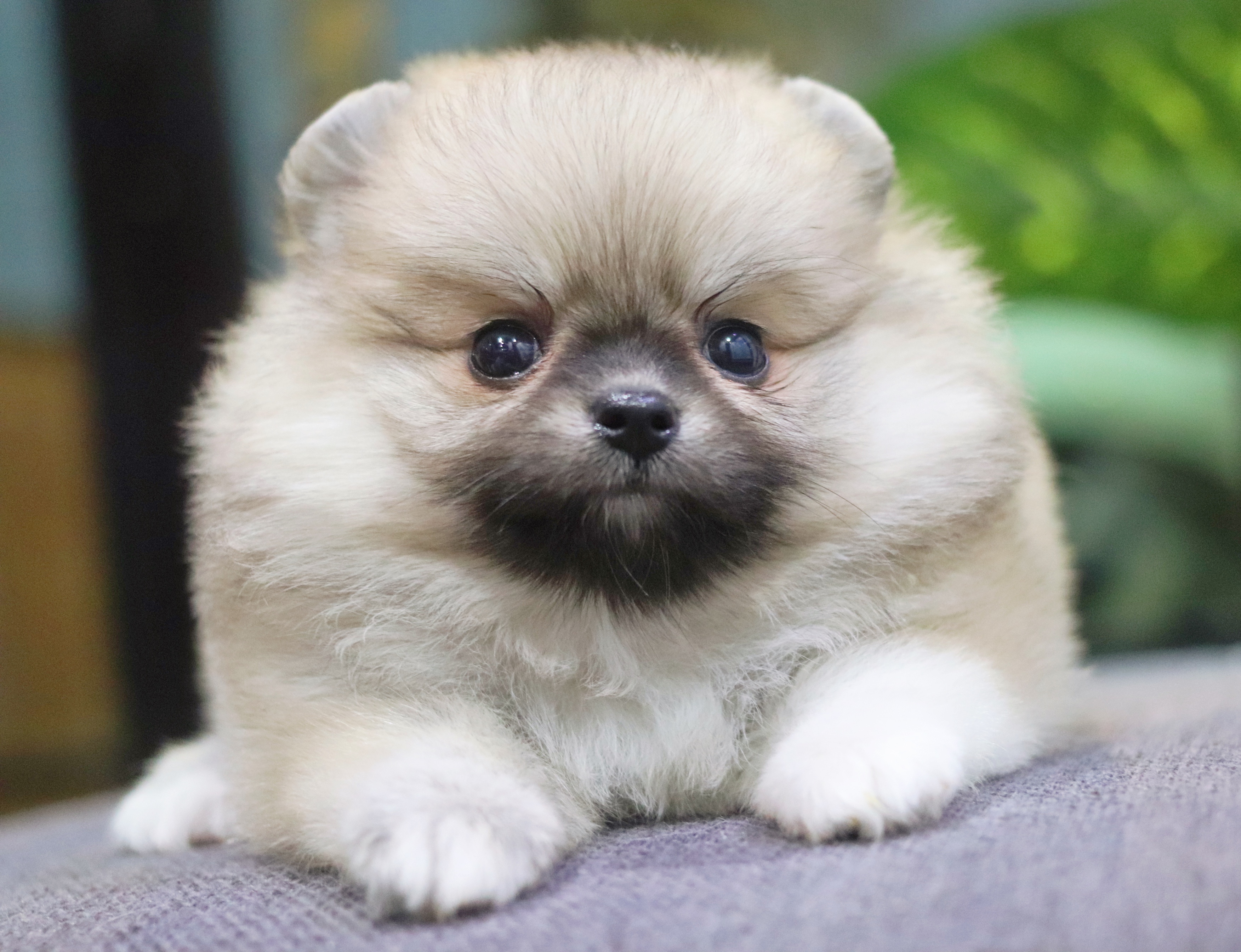 ปอมเมอเรเนียน เพศเมียสีส้ม