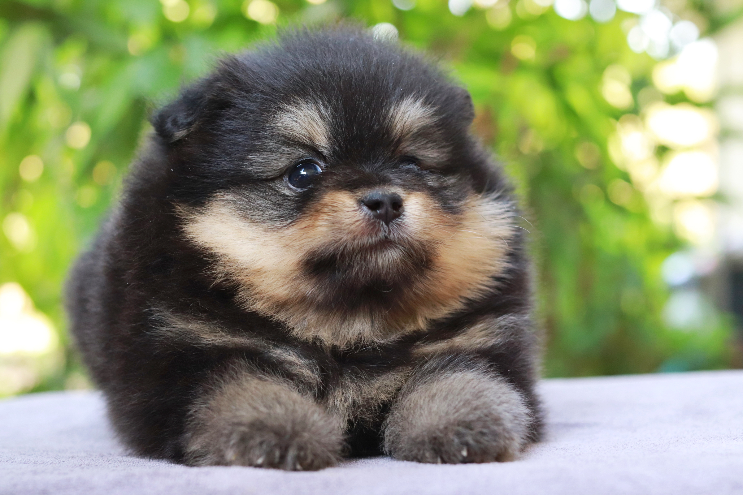 ปอมเมอเรเนียน เพศเมีย แบล็คแทน