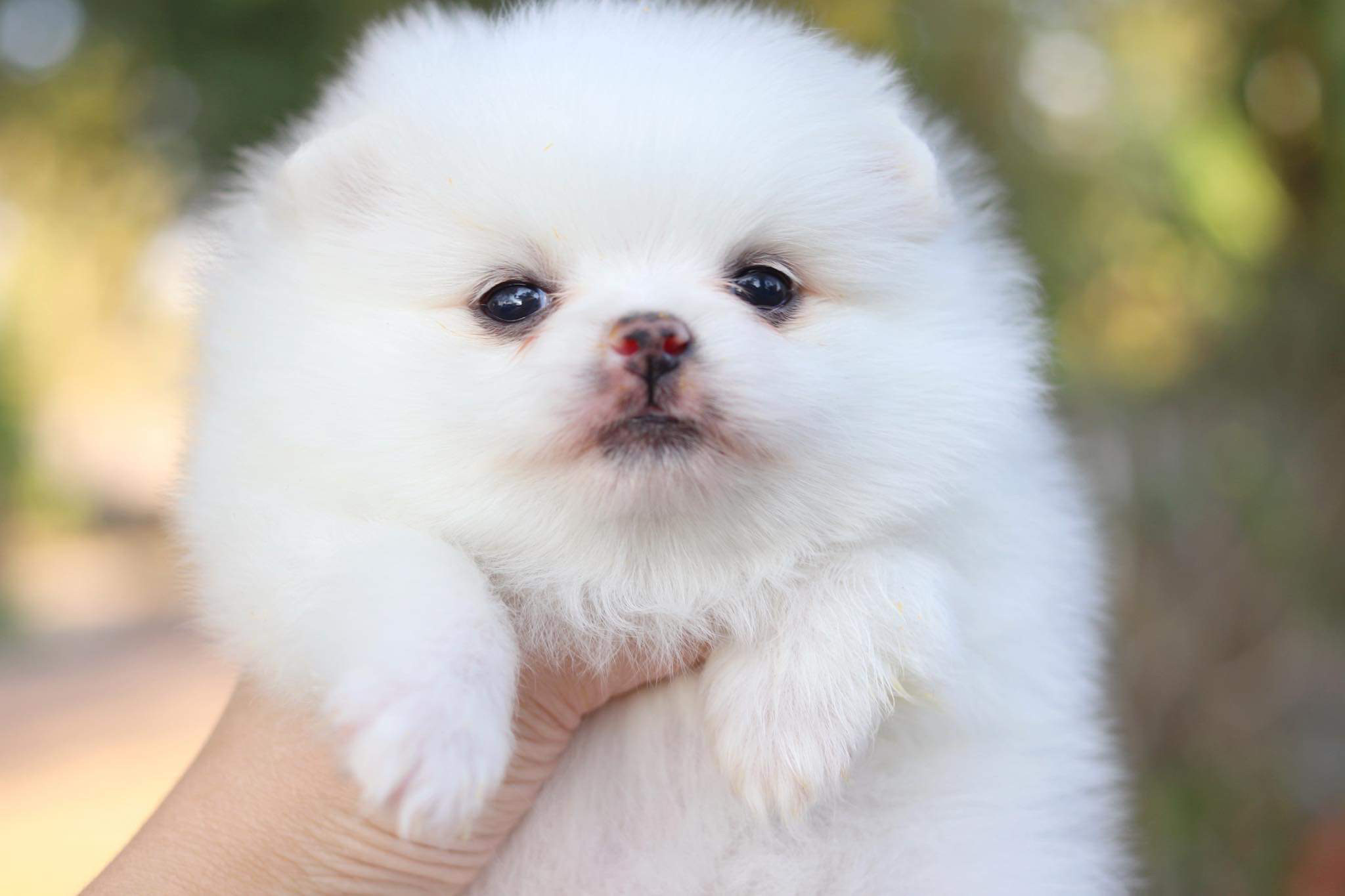 ปอมเมอเรเนียน เพศเมีย