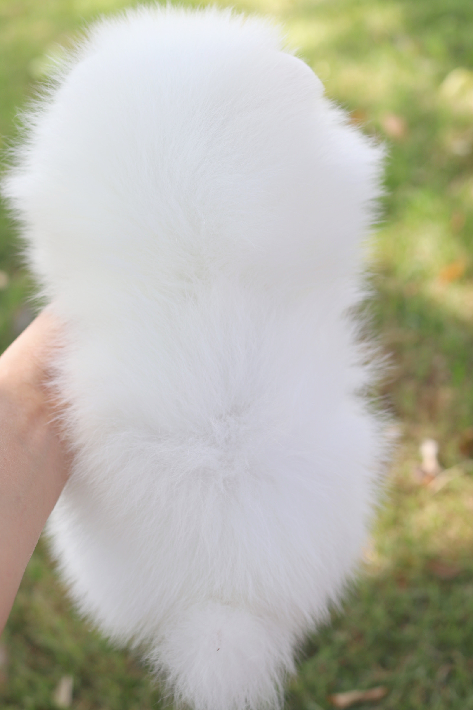 ปอมเมอเรเนียน เพศผู้ สีขาวครีม