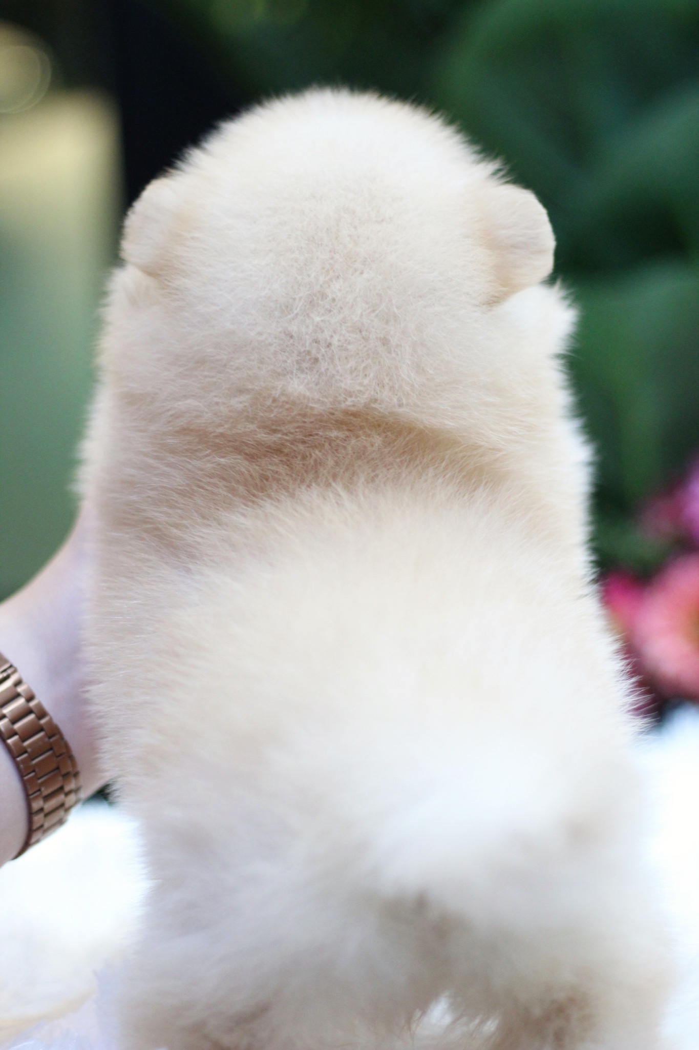 ปอมเมอเรเนียน เพศเมียสีครีม