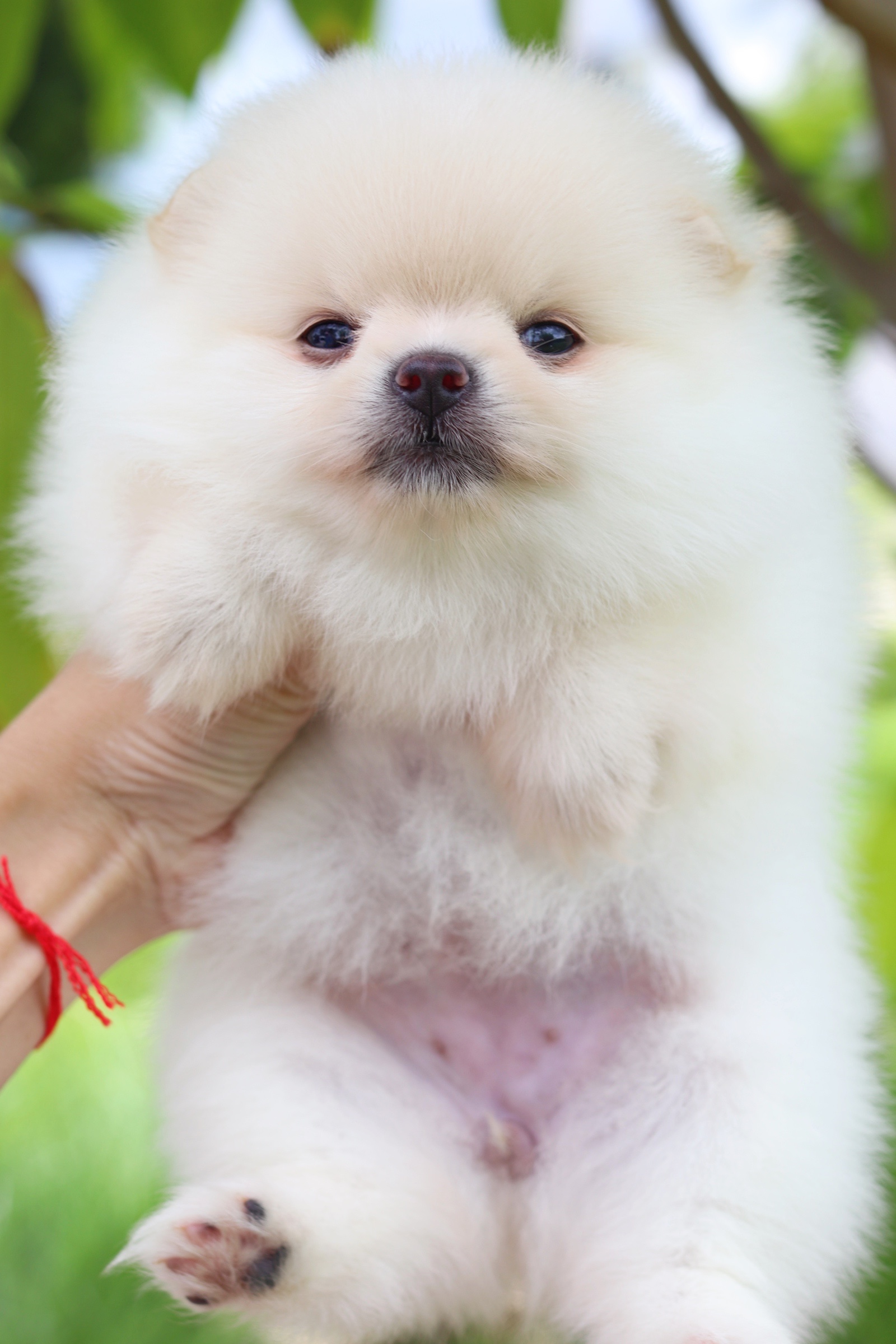 ปอมเมอเรเนียน เพศเมียขาวครีม