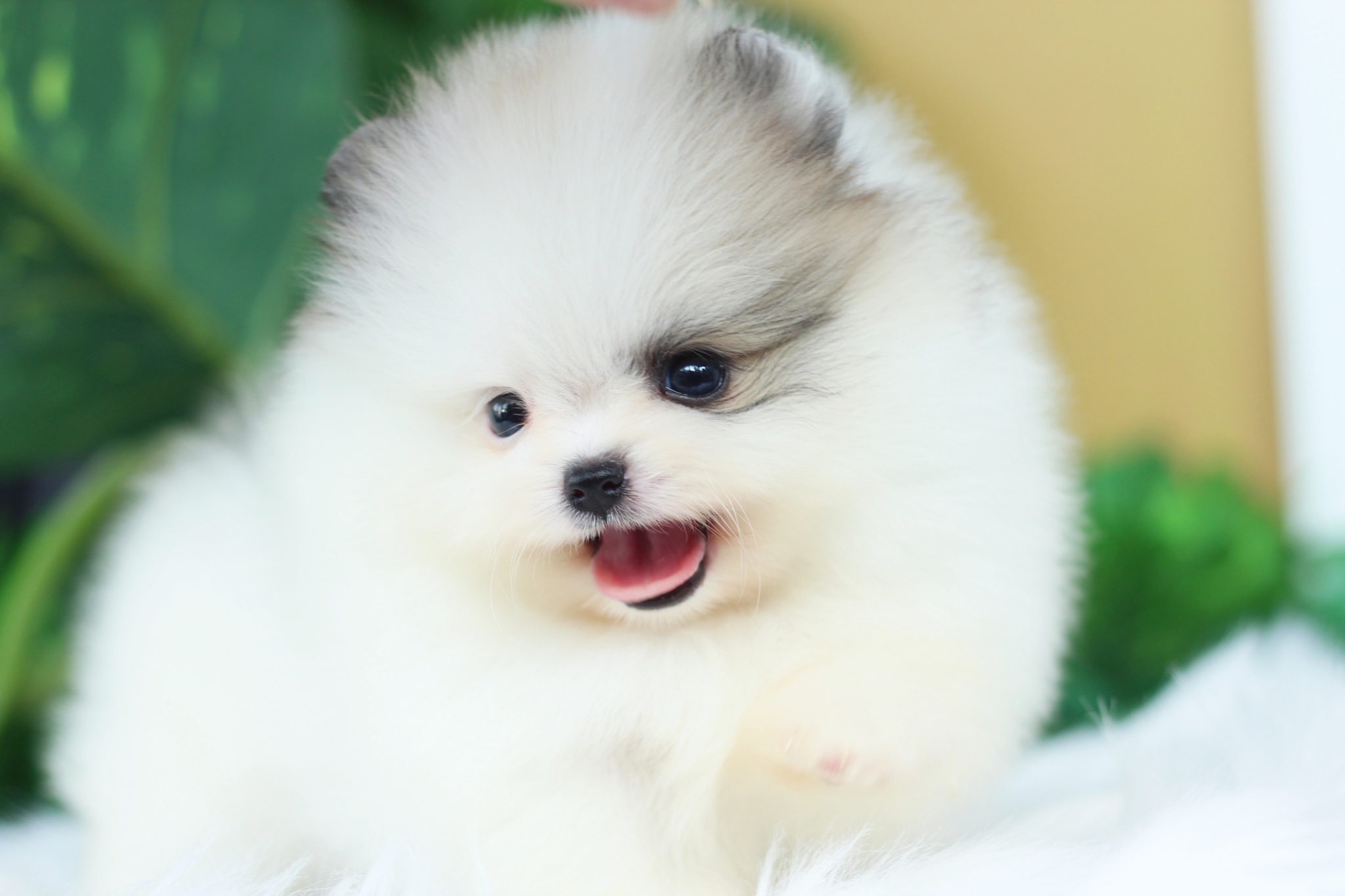 ปอมเมอเรเนียน เพศผู้ สีแฟนซีเกรดโชว์