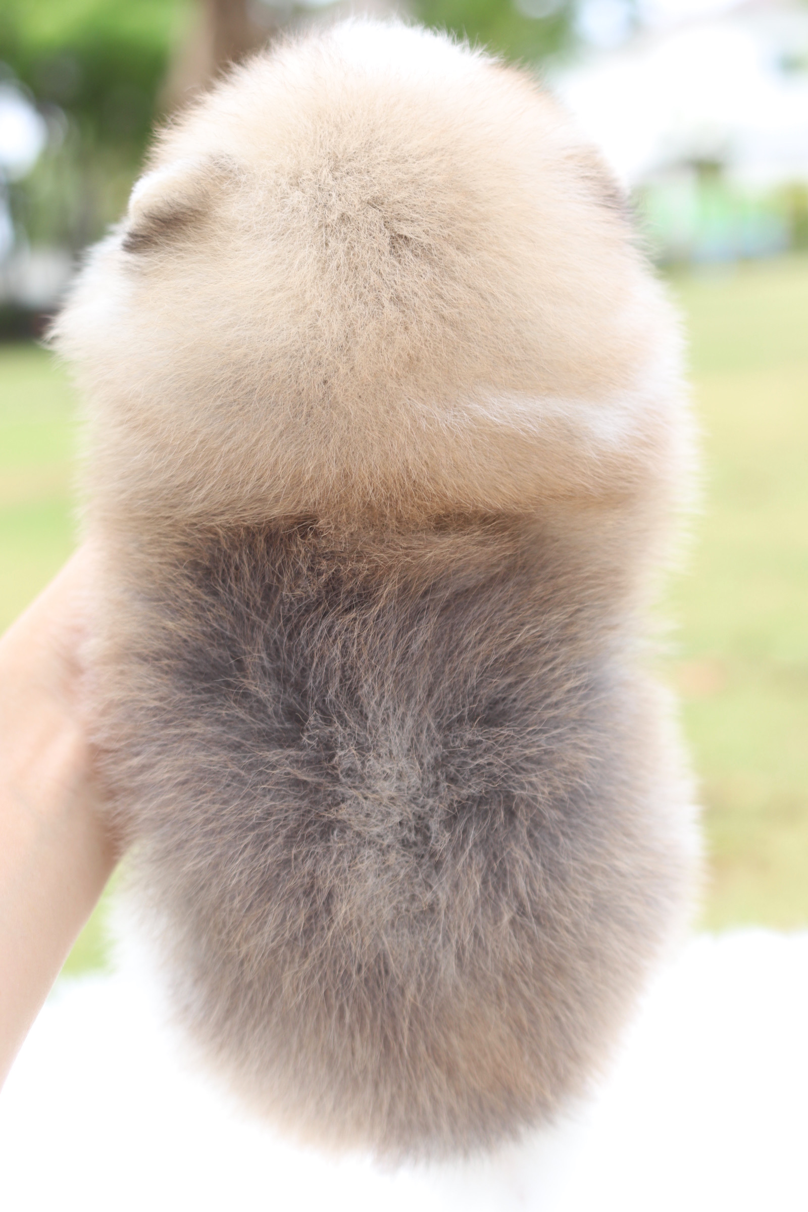 ปอมเมอเรเนียน เพศเมียสีแฟนซีเกรดโชว์