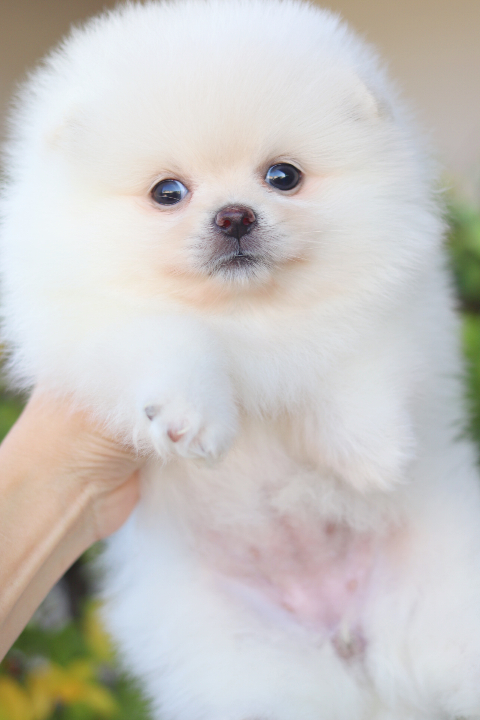 ปอมเมอเรเนียน เพศเมียสีขาวครีม