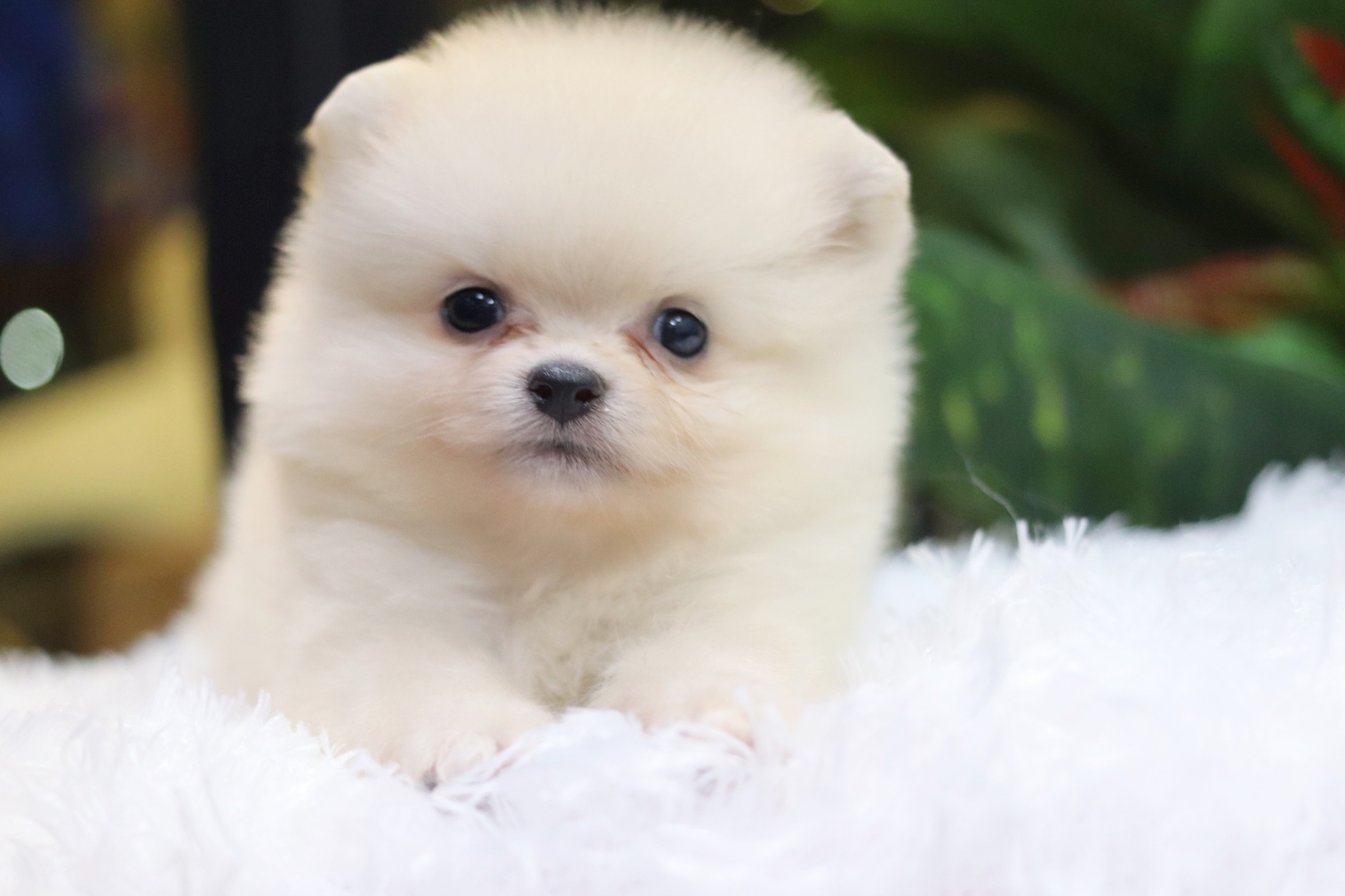 ปอมเมอเรเนียน เพศผู้ ขาวครีม