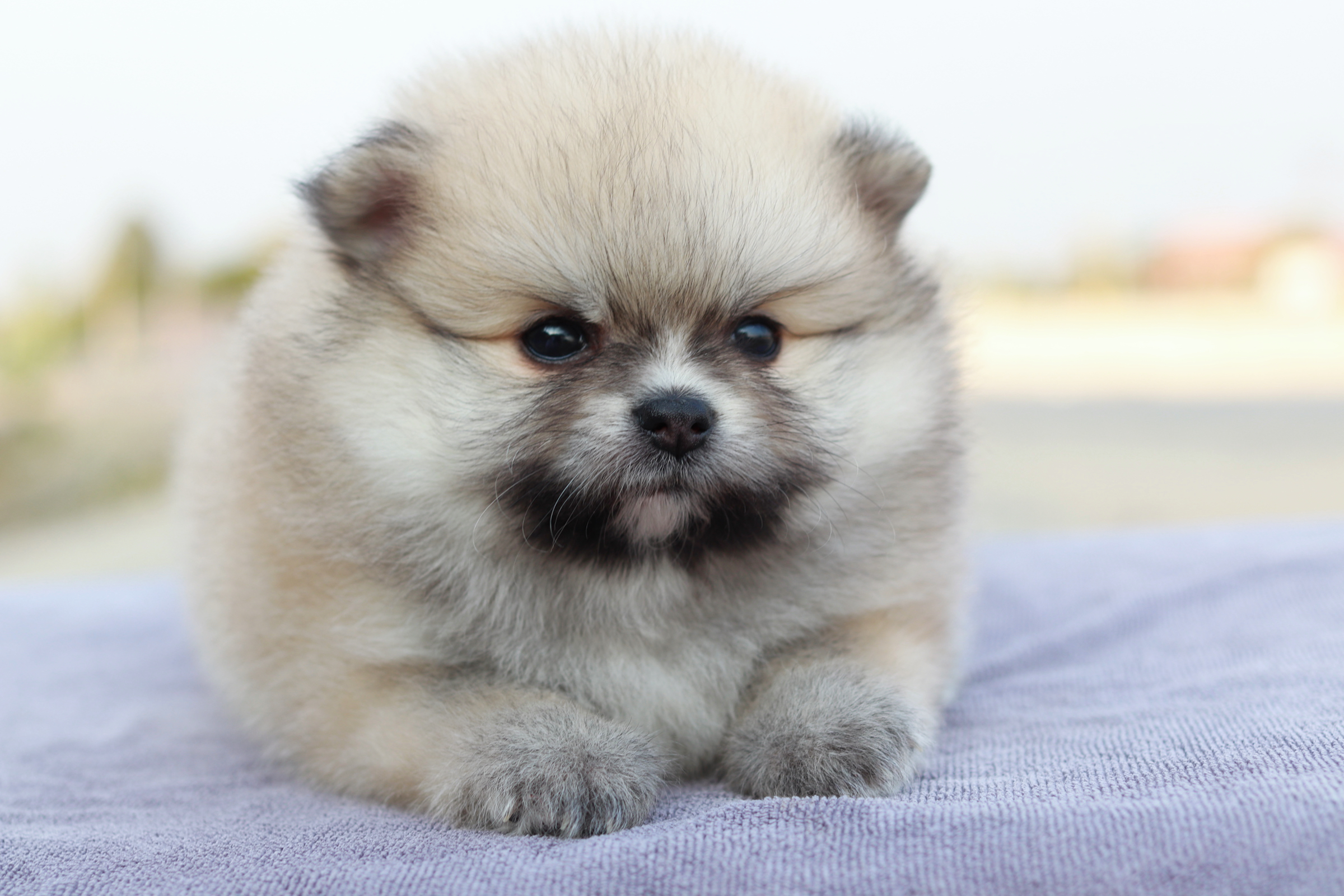 ปอมเมอเรเนียน เพศเมีย