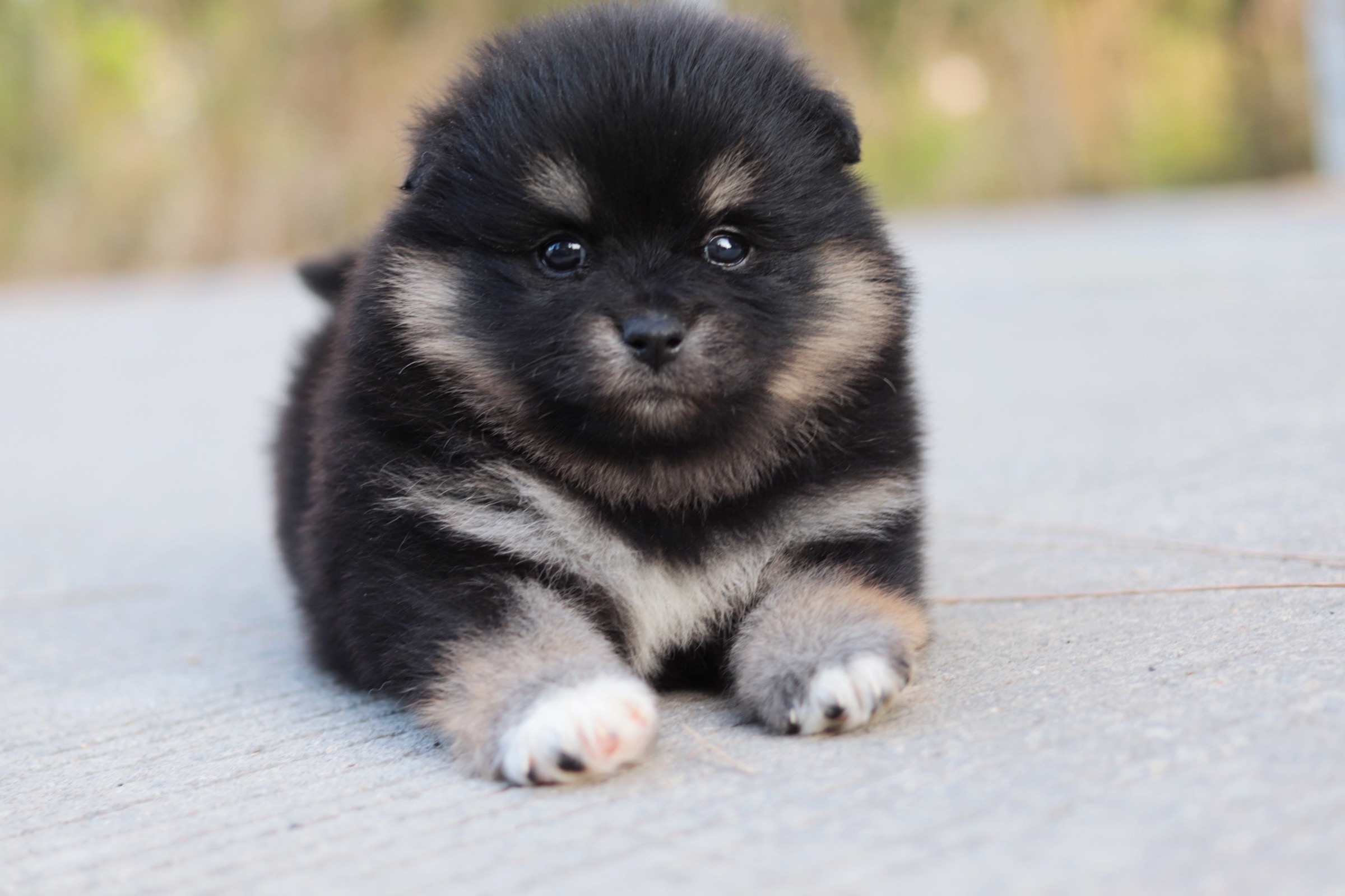 ปอมเมอเรเนียน เพศเมียแบล็คแทน