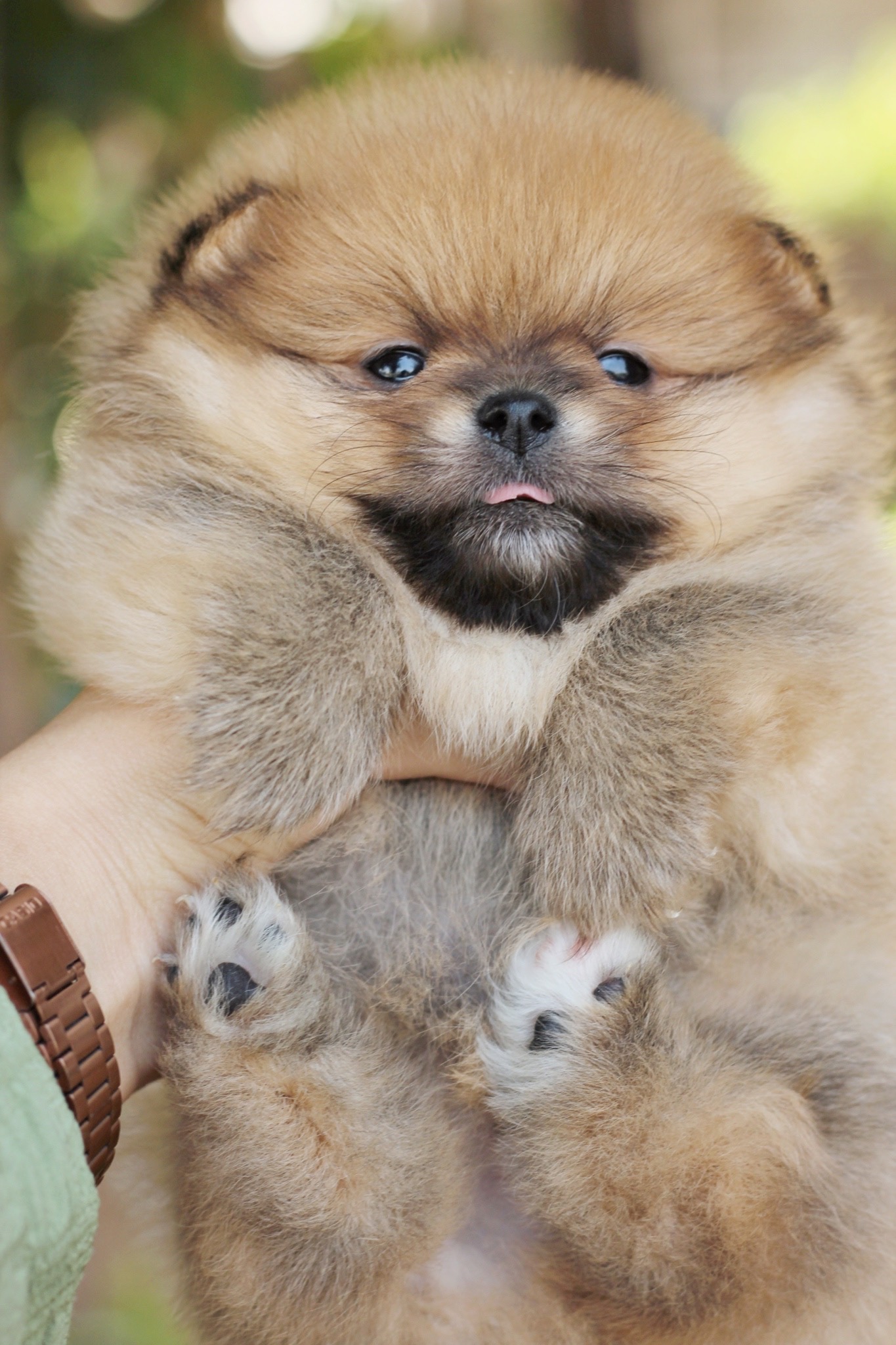 ปอมเมอเรเนียน เพศผู้ส้ม ขนแน่นๆ