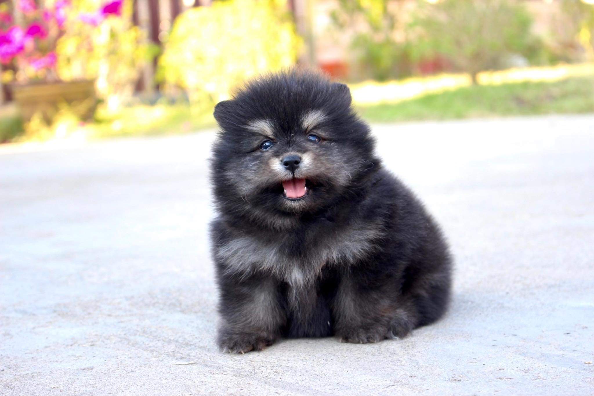 ปอมเมอเรเนียน เพศผู้ แบล็คแทน