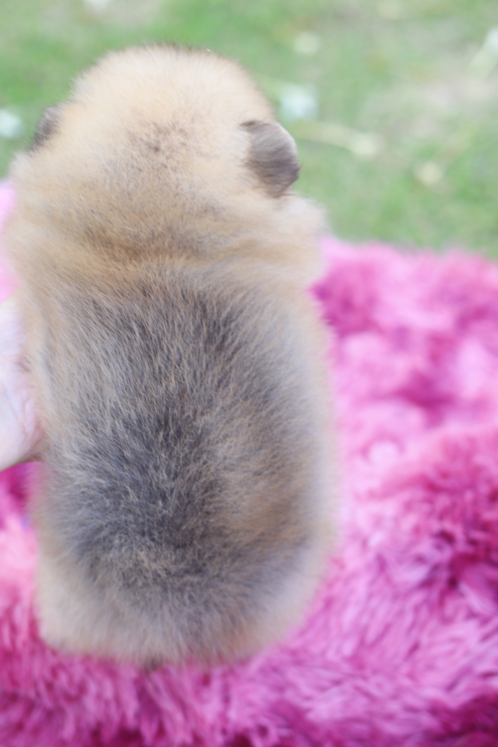 ปอมเมอเรเนียน เพศเมีย สีส้ม