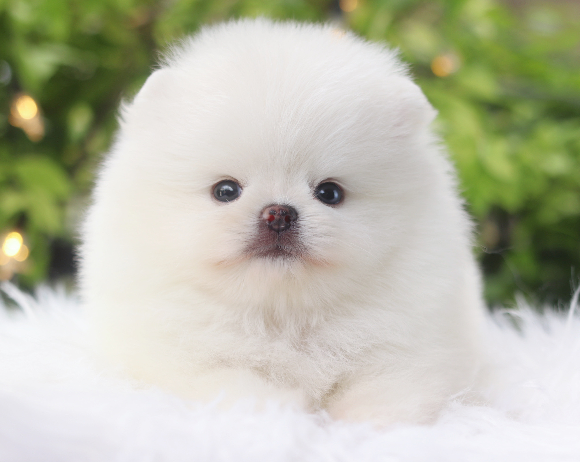 ปอมเมอเรเนียน เพศเมียสีขาวลูกครึ่งเกาหลี
