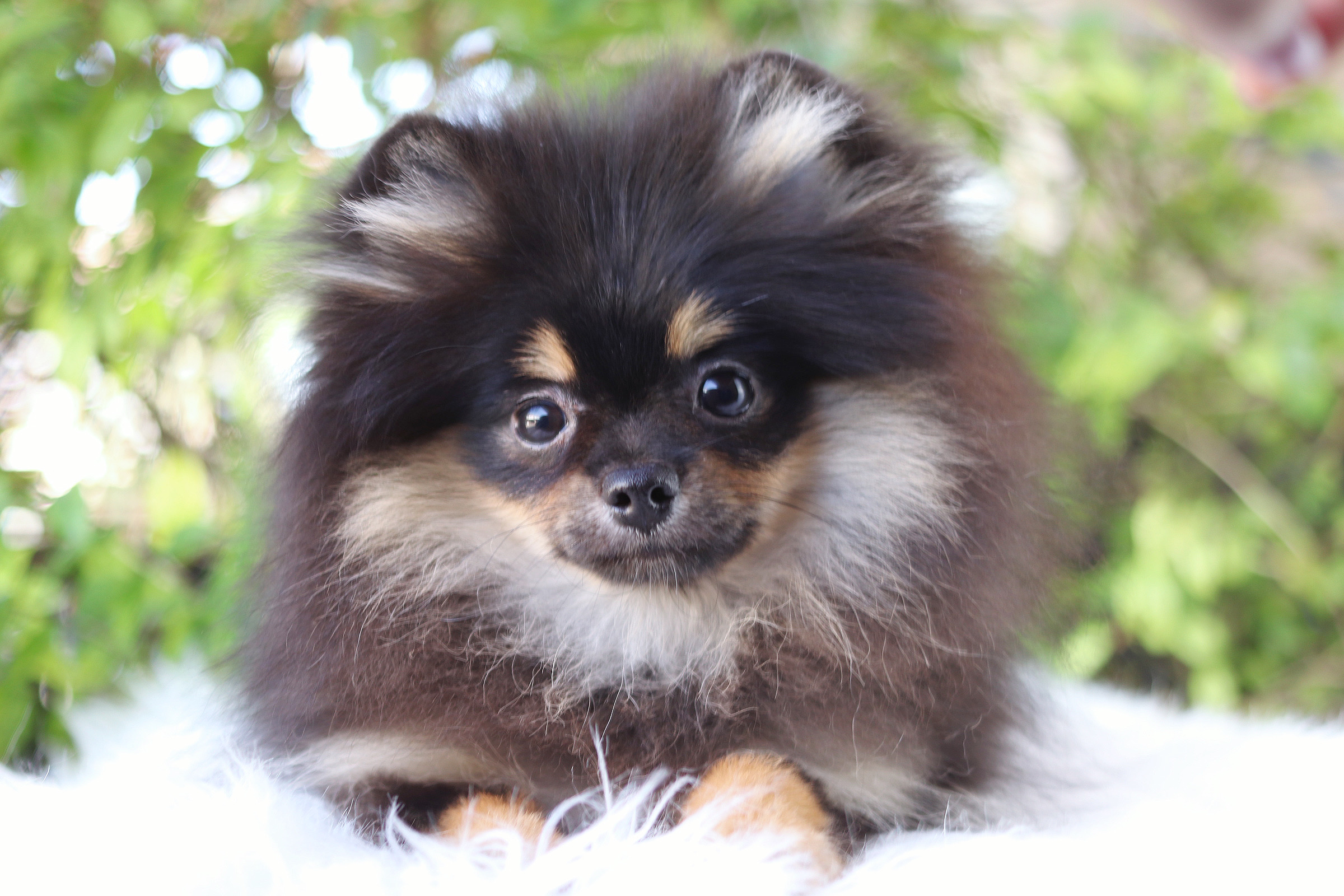 ปอมเมอเรเนียน เพศเมียสีแบล็คแทน