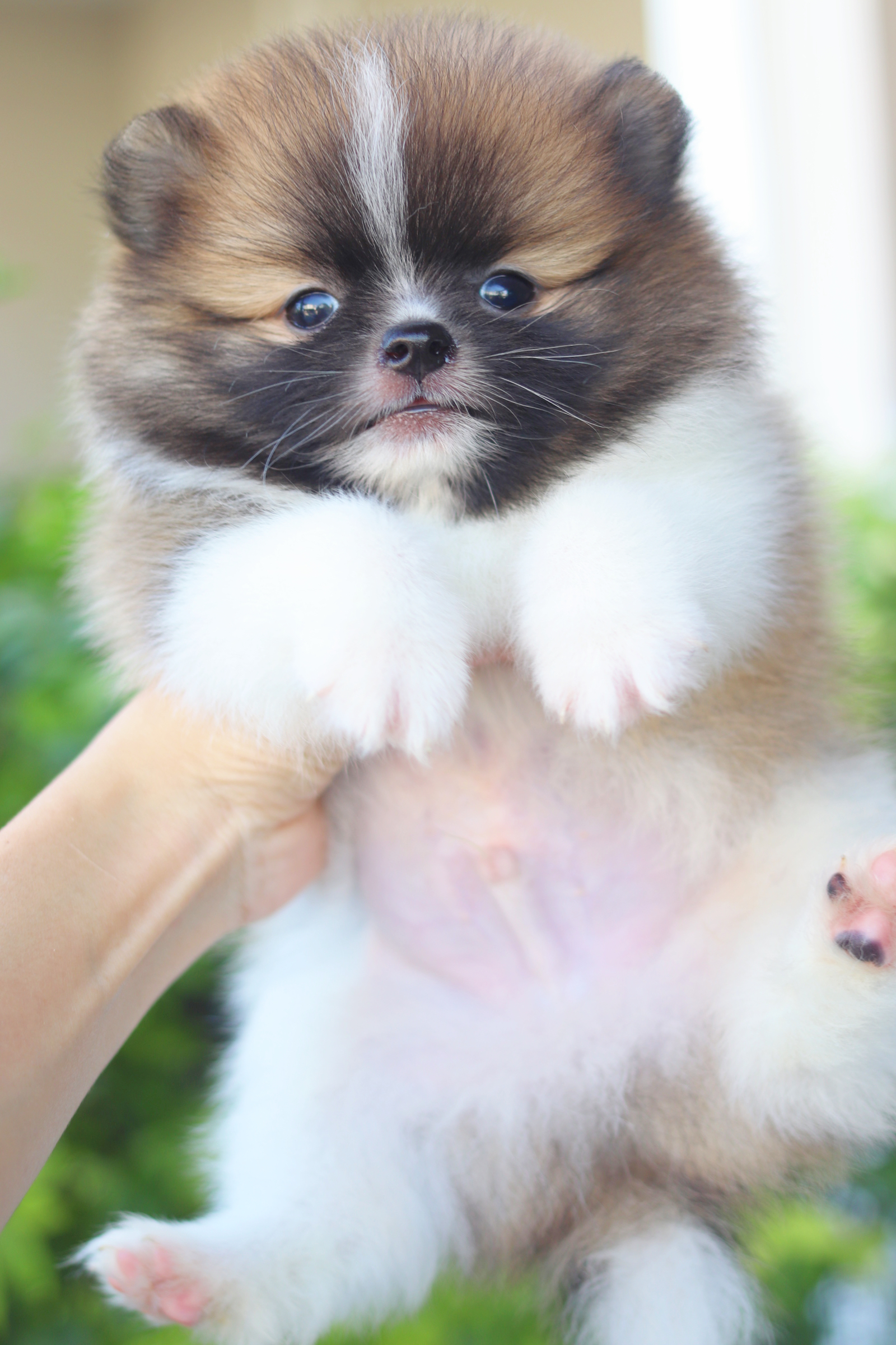 ปอมเมอเรเนียน เพศผู้สีแฟนซี