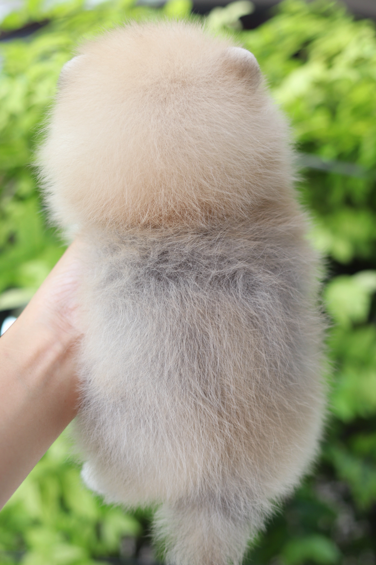 ปอมเมอเรเนียน เพศผู้สีส้ม เกรดโชว์