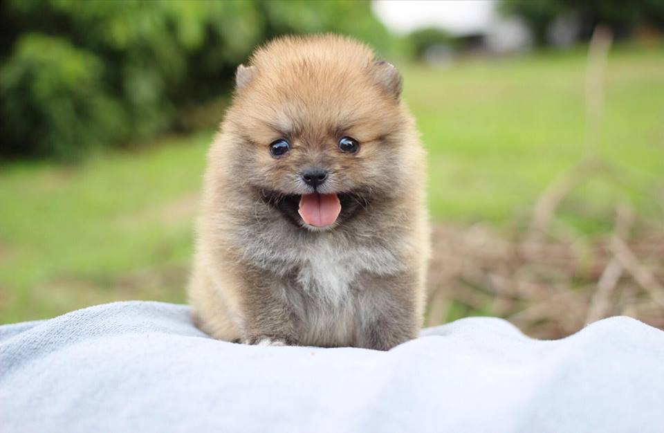 ปอมเมอเรเนียน เพศเมียทีคัพ