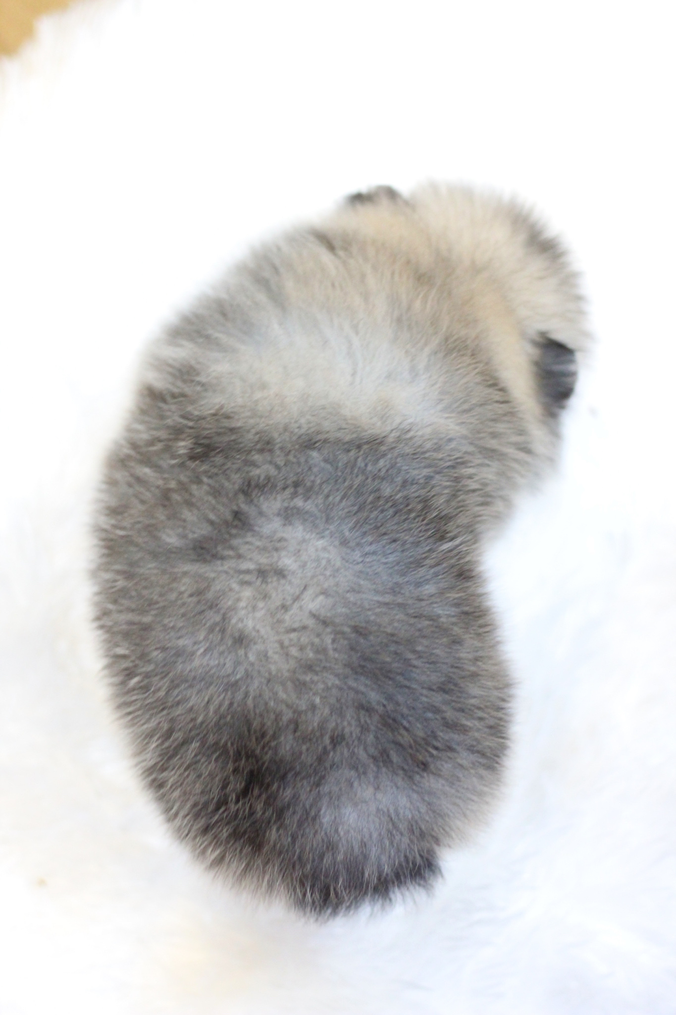 ปอมเมอเรเนียน เพศผู้ สีส้ม